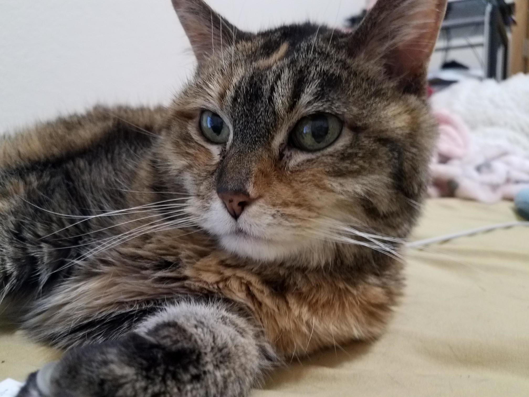 My Sweet Old Lady