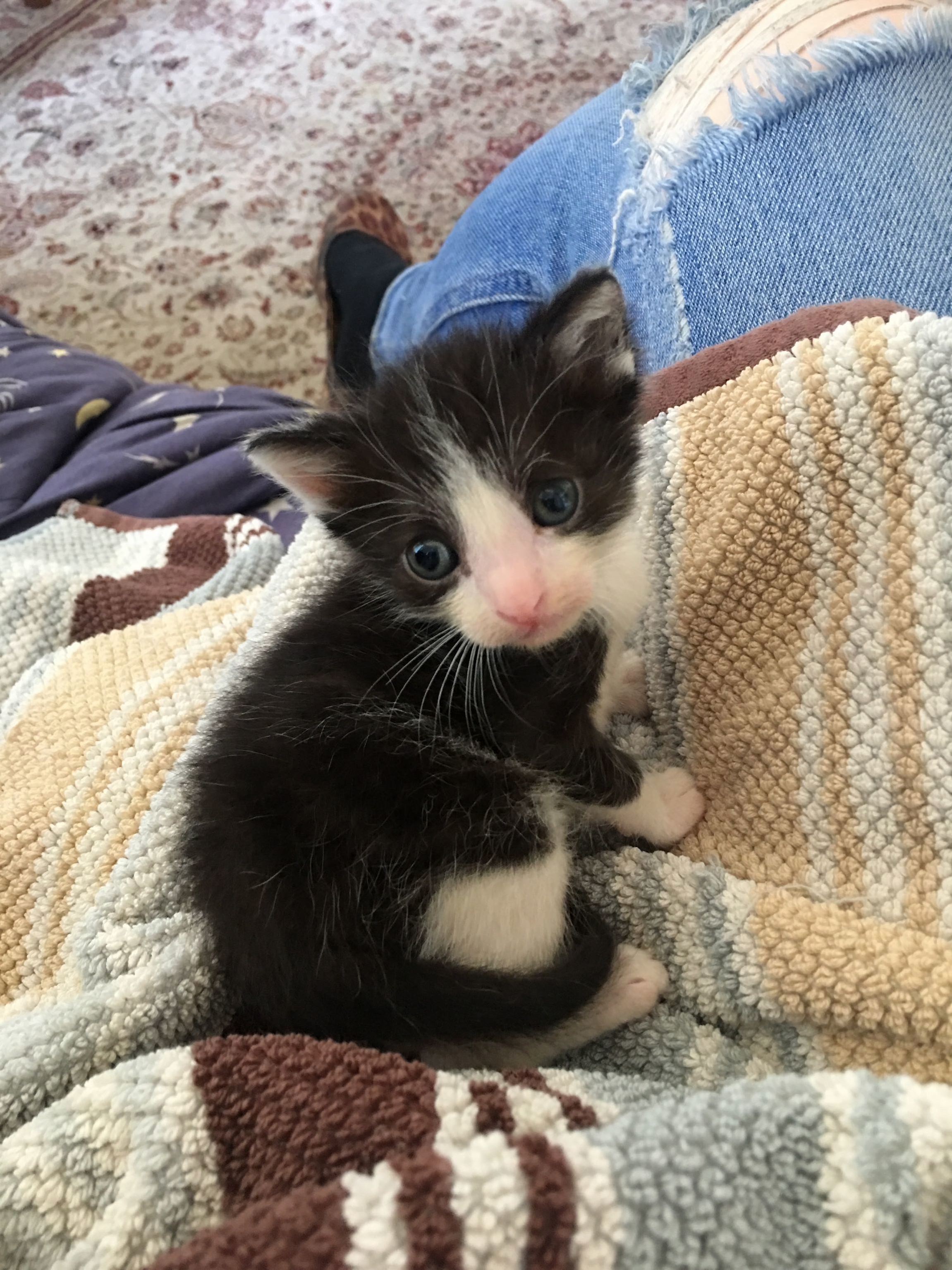 My Tiny Little Buddy for the Next Week or So..