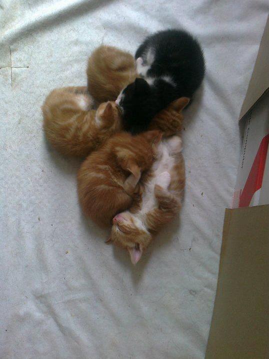 My Two and Their Siblings 7years Ago!