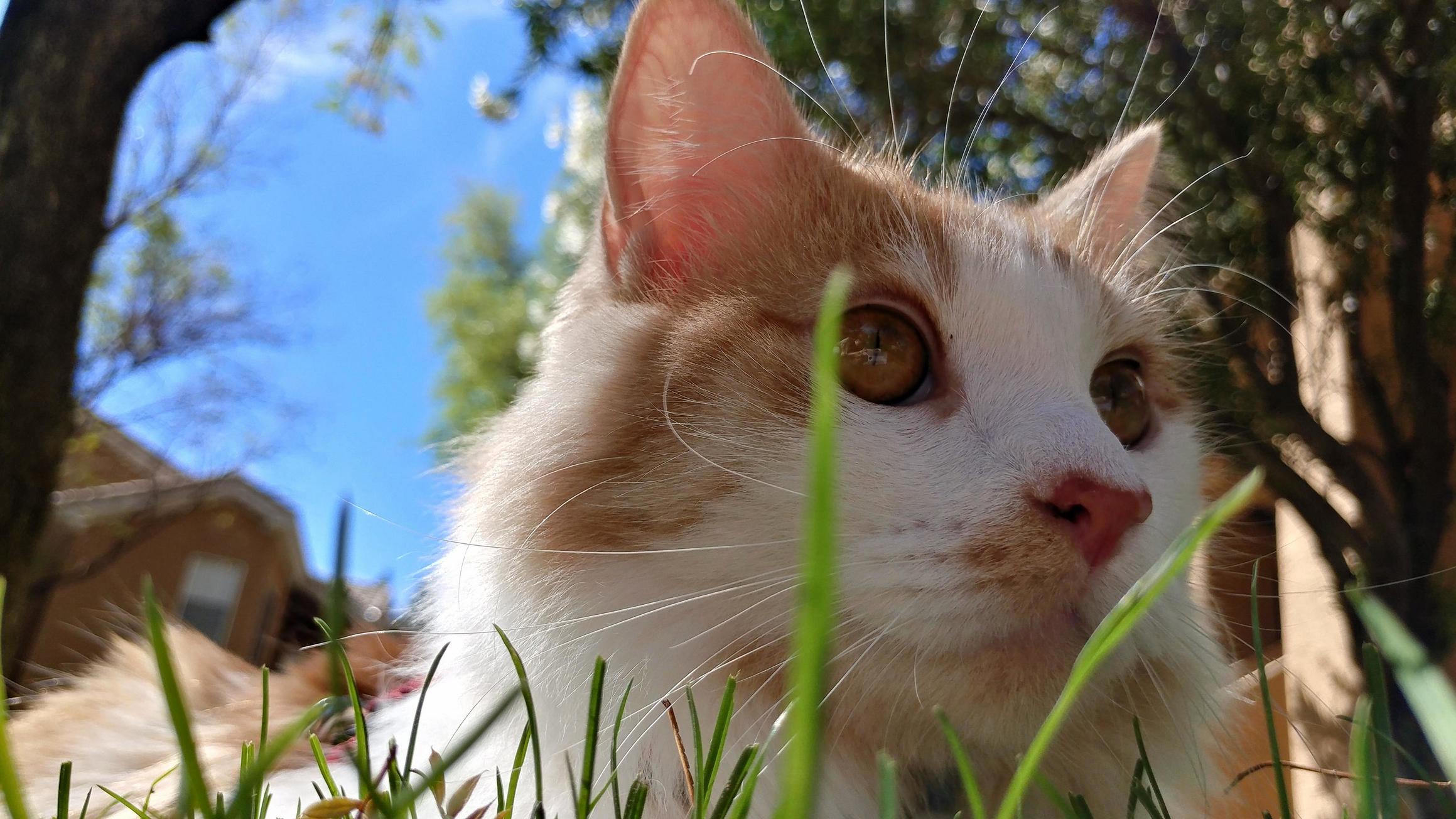 My Very Handsome Boy, Martin. He Loves Being Outside, If Only Mom Would Let Him Off the Leash