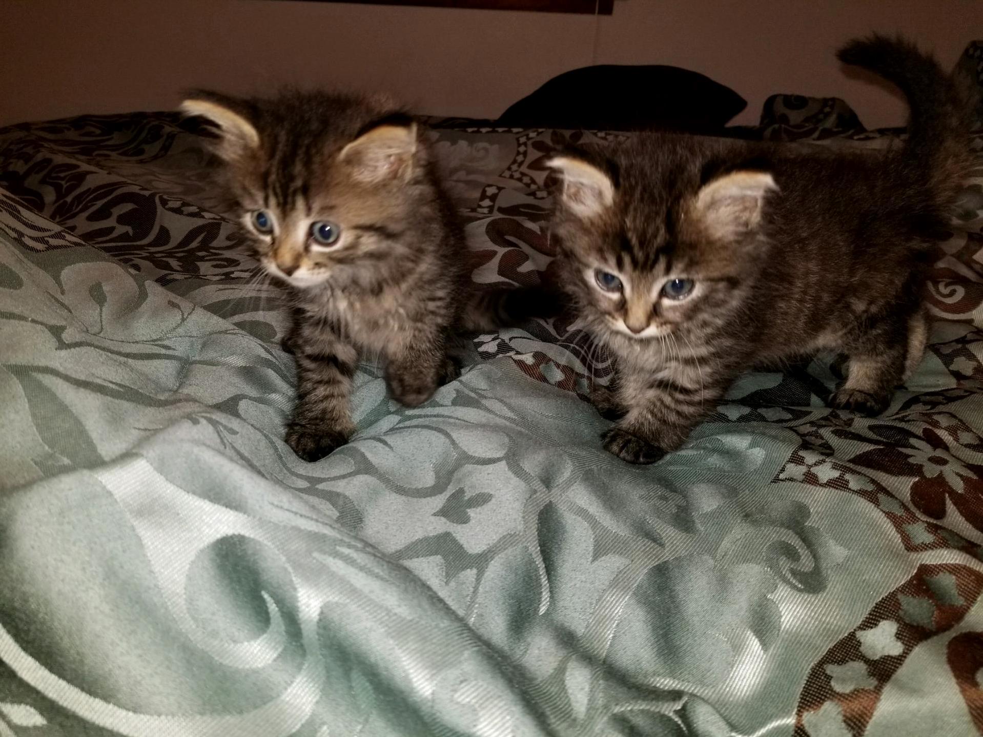 Need Name Suggestions for 2 New Members of the Family