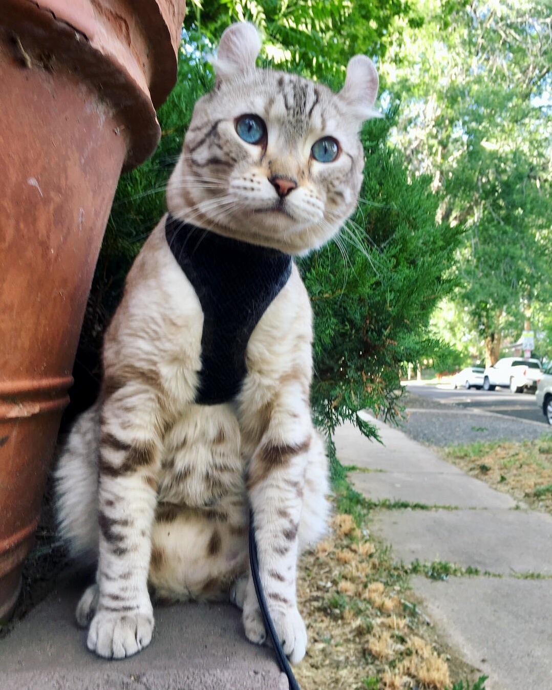 Neighborhood Watchcat