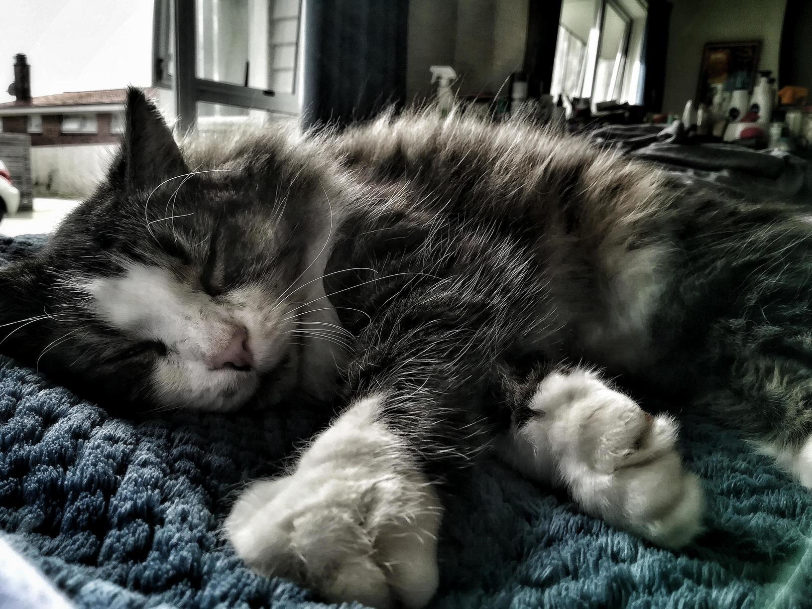 Neighbours Cat Comes Over for Cuddles, Pats and Treats.