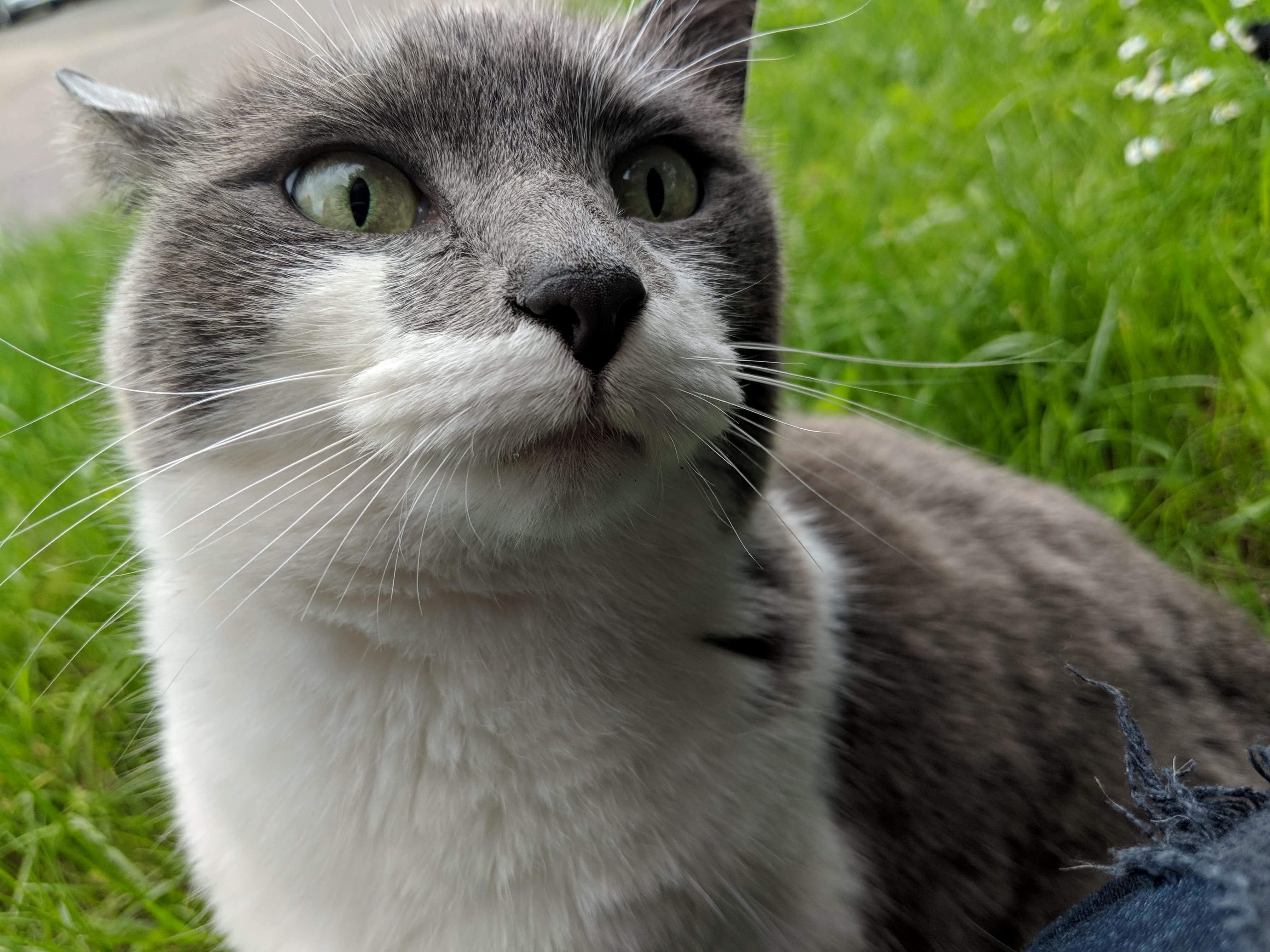 Next Doors Cat Is My New Best Friend.