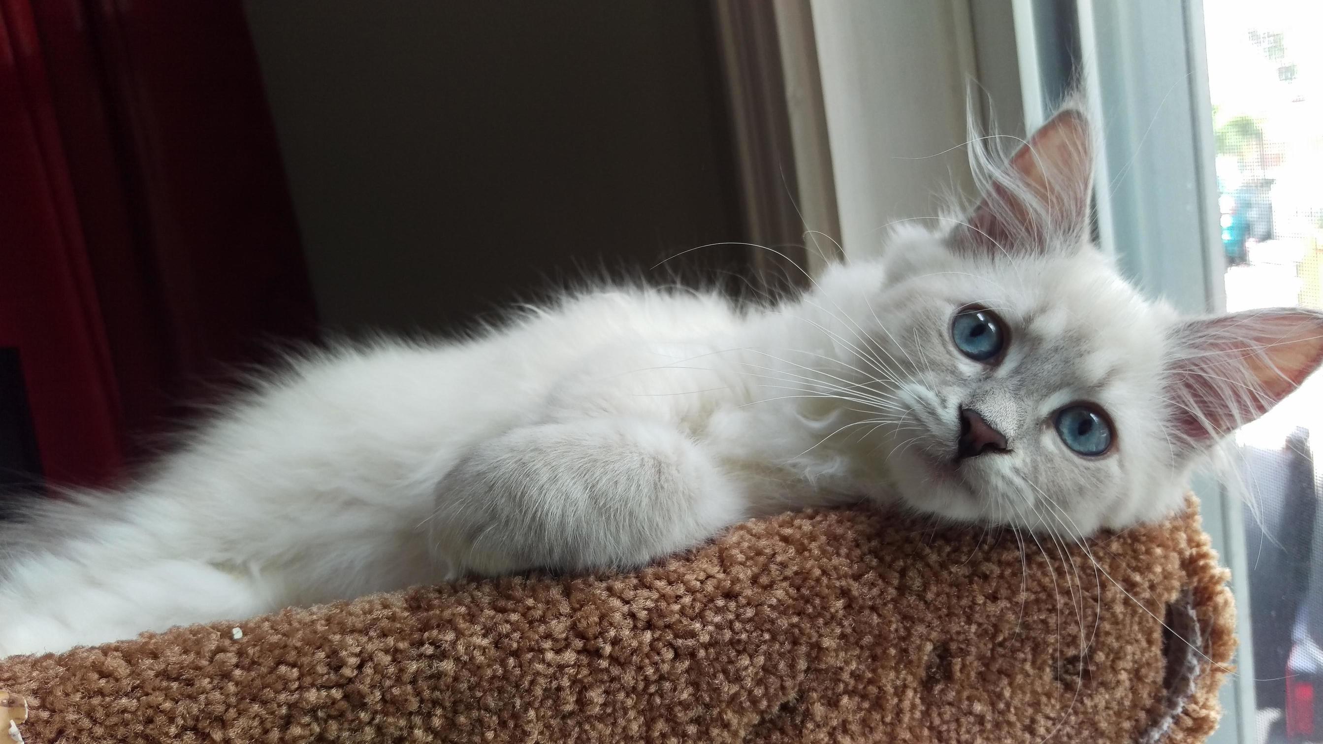 Nikas First Day at Home!