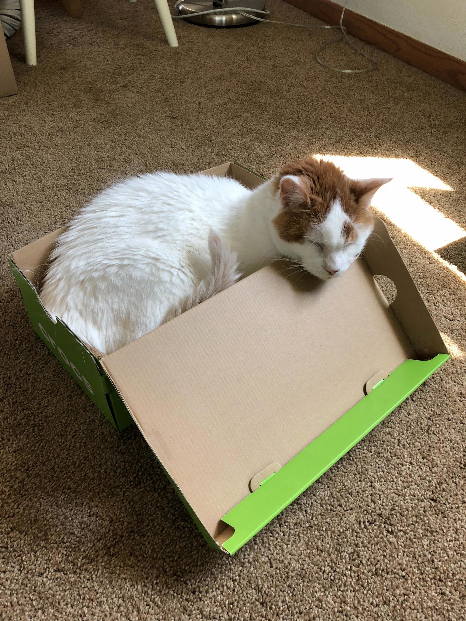 No Clue How My 14 Pound Cat Fit Himself Into a Shoebox, but Here He Is
