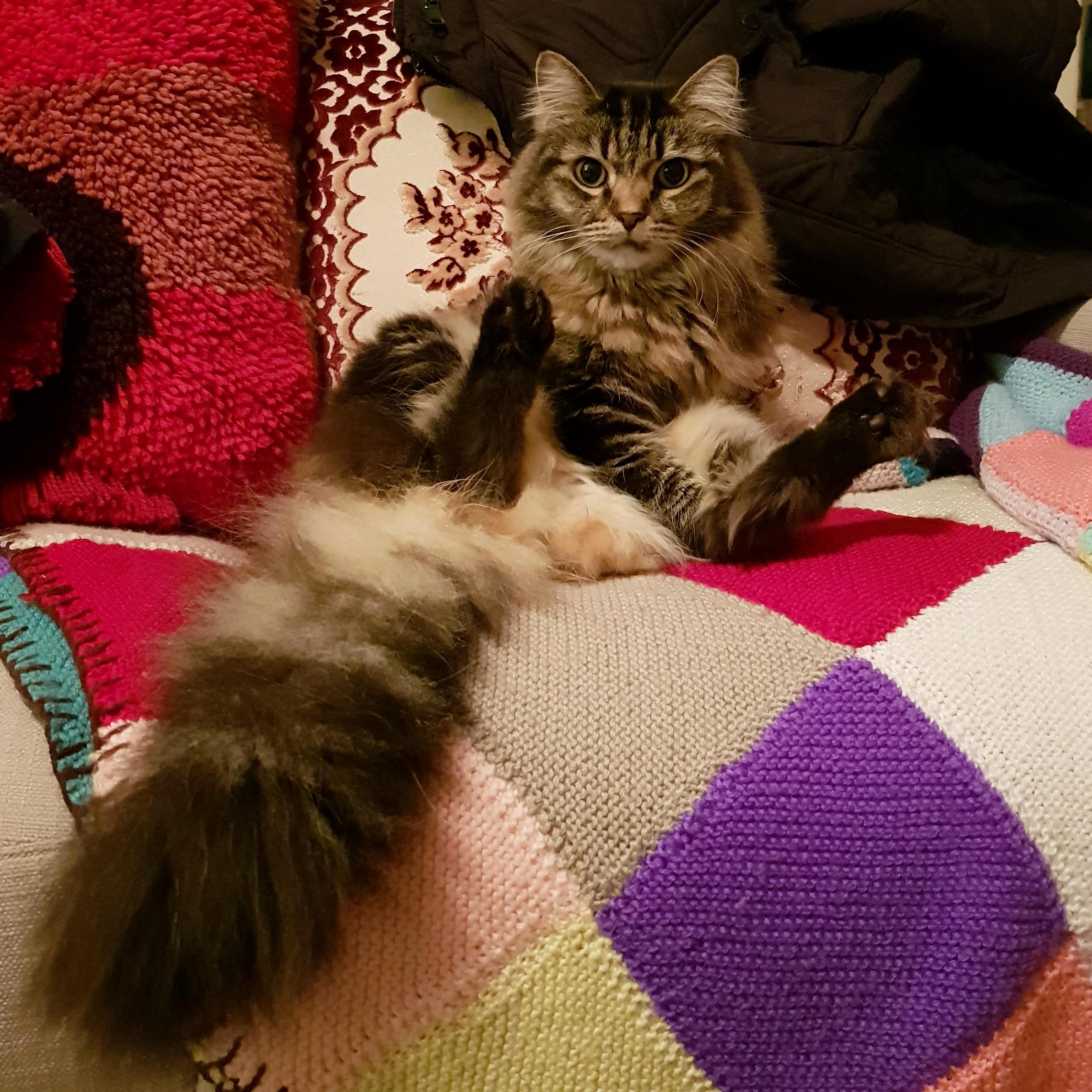 No, Im Not Sitting on a Raccoon!