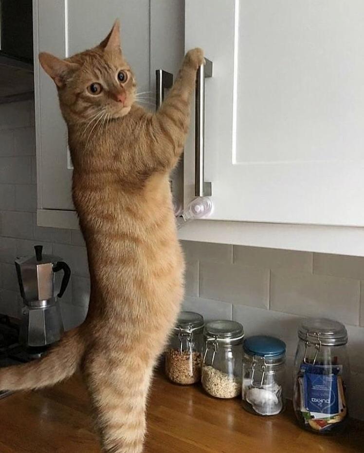 Oh Hello There