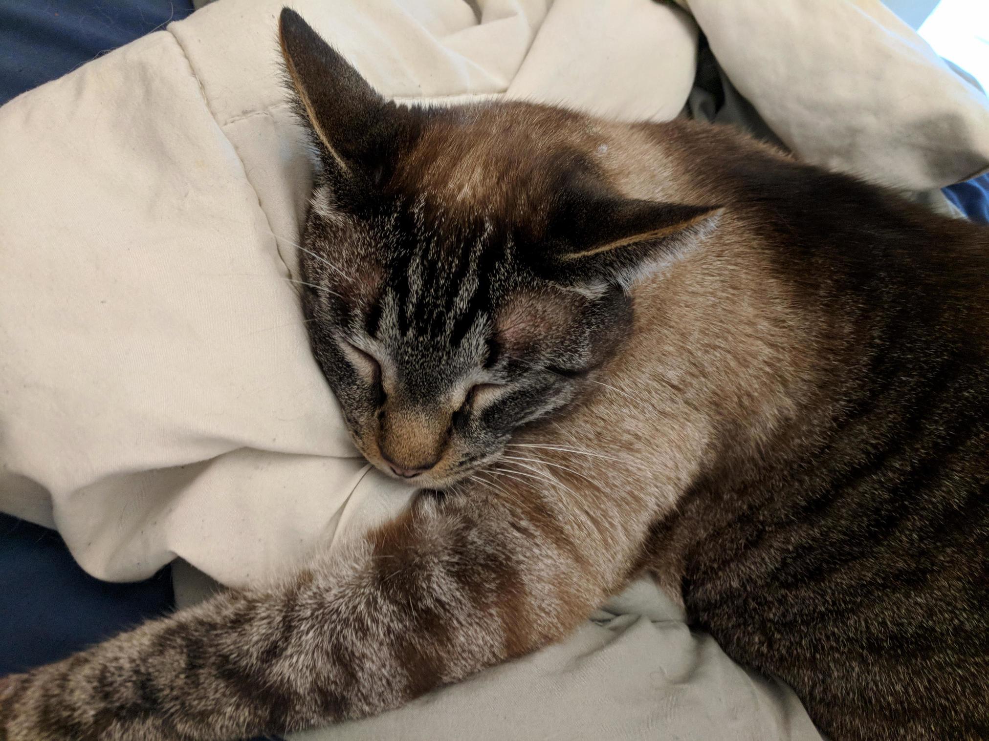 Oh So Comfy