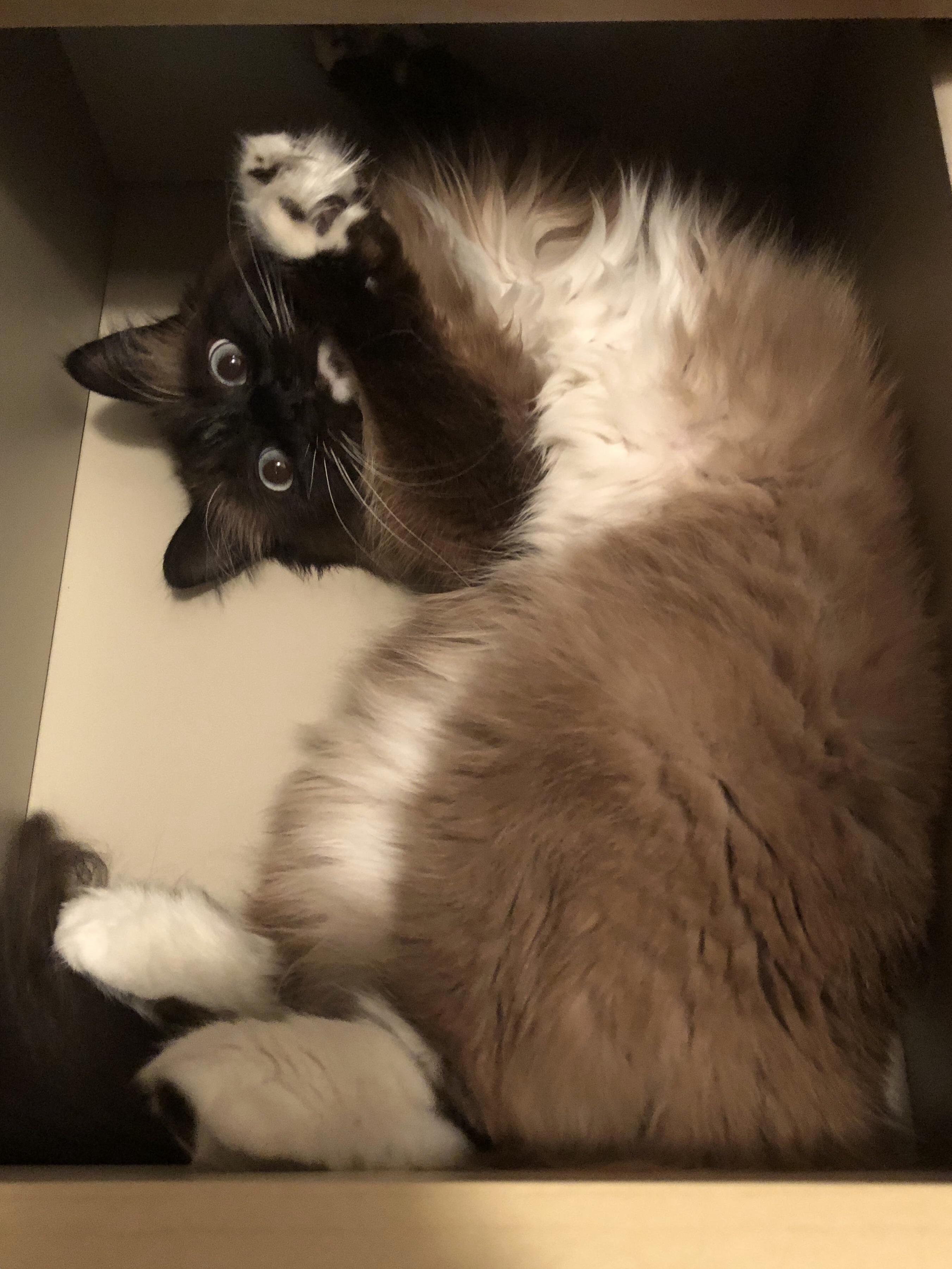 Oh, Were You Trying to Put Things Away