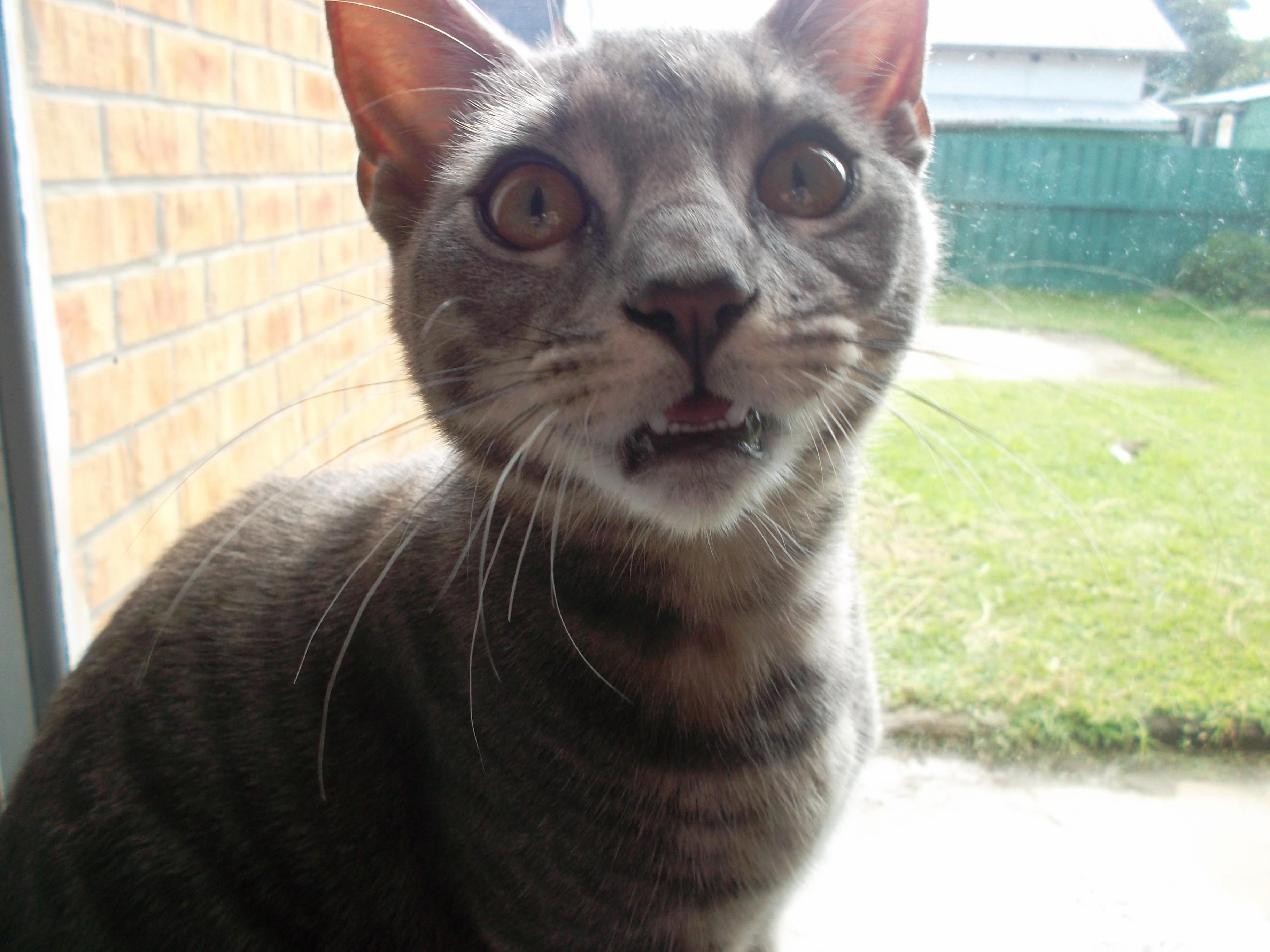 Ohmygod There Are Birds Outside!