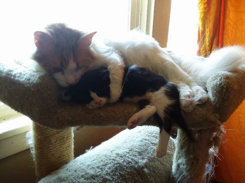 Ollie Instantly Loves the Little Orphan I Found.