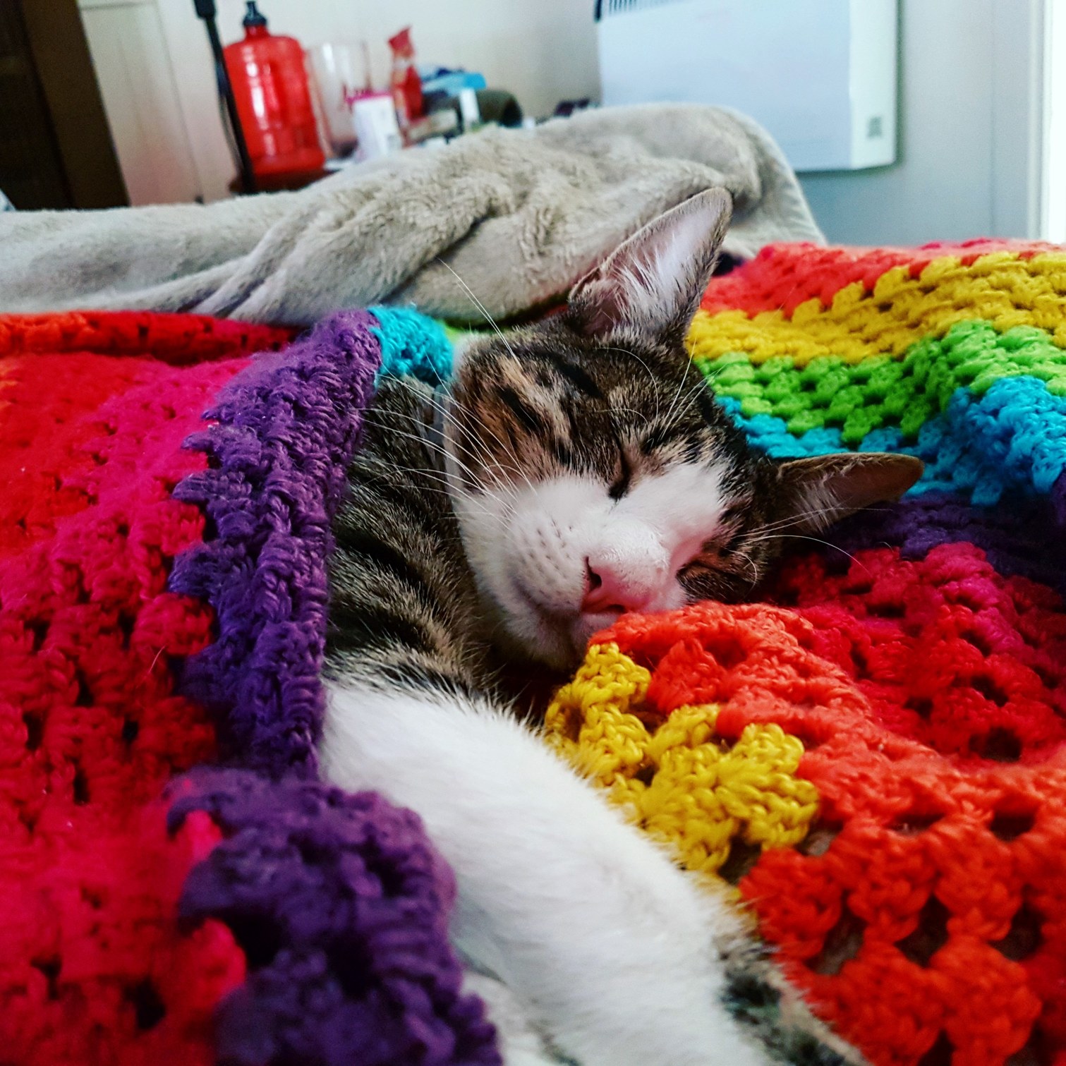 Ollie Is Suddenly Cuddly Now That Its Cold