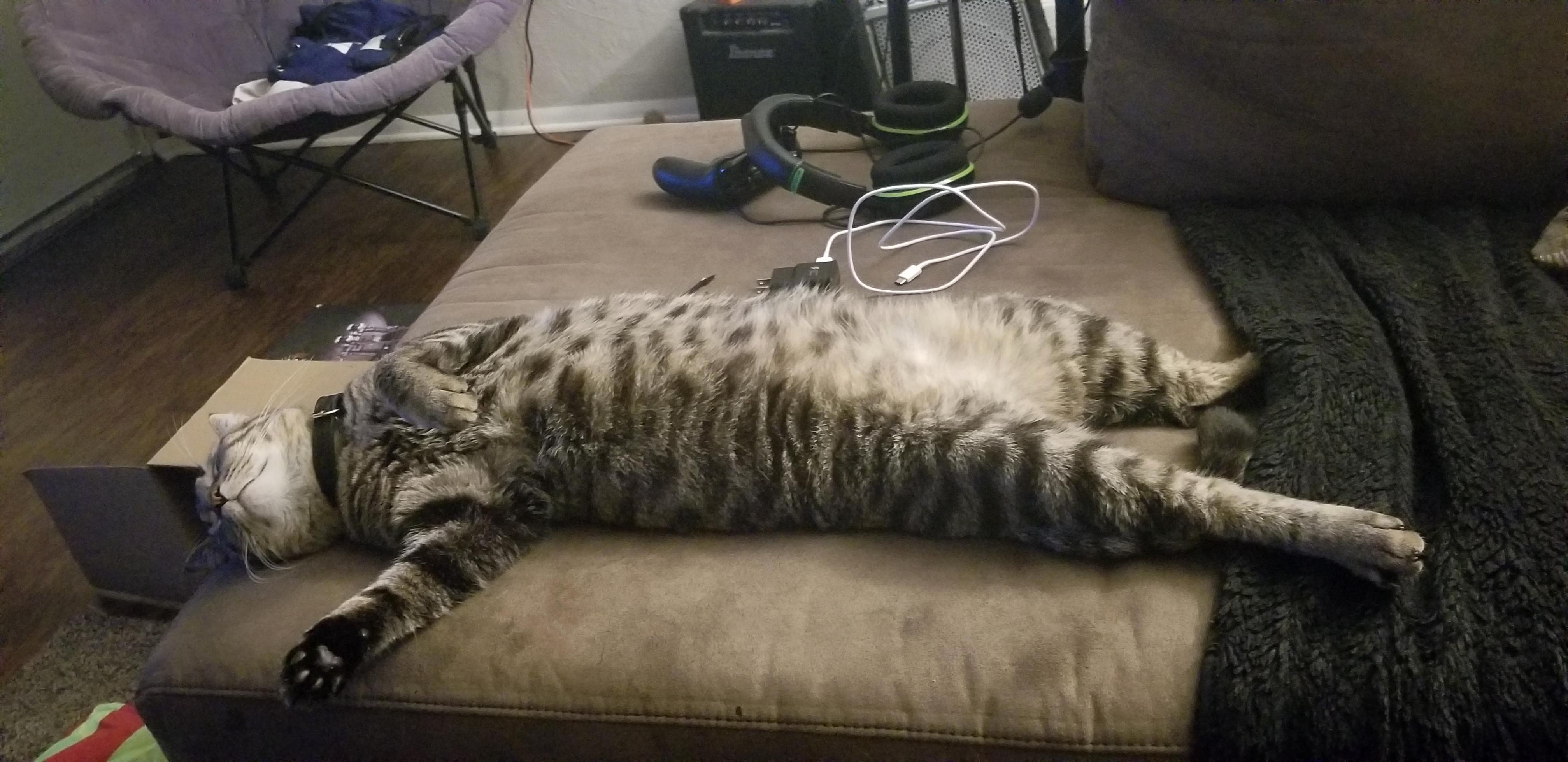 Olympic Reverse Sploot Performed by Remy