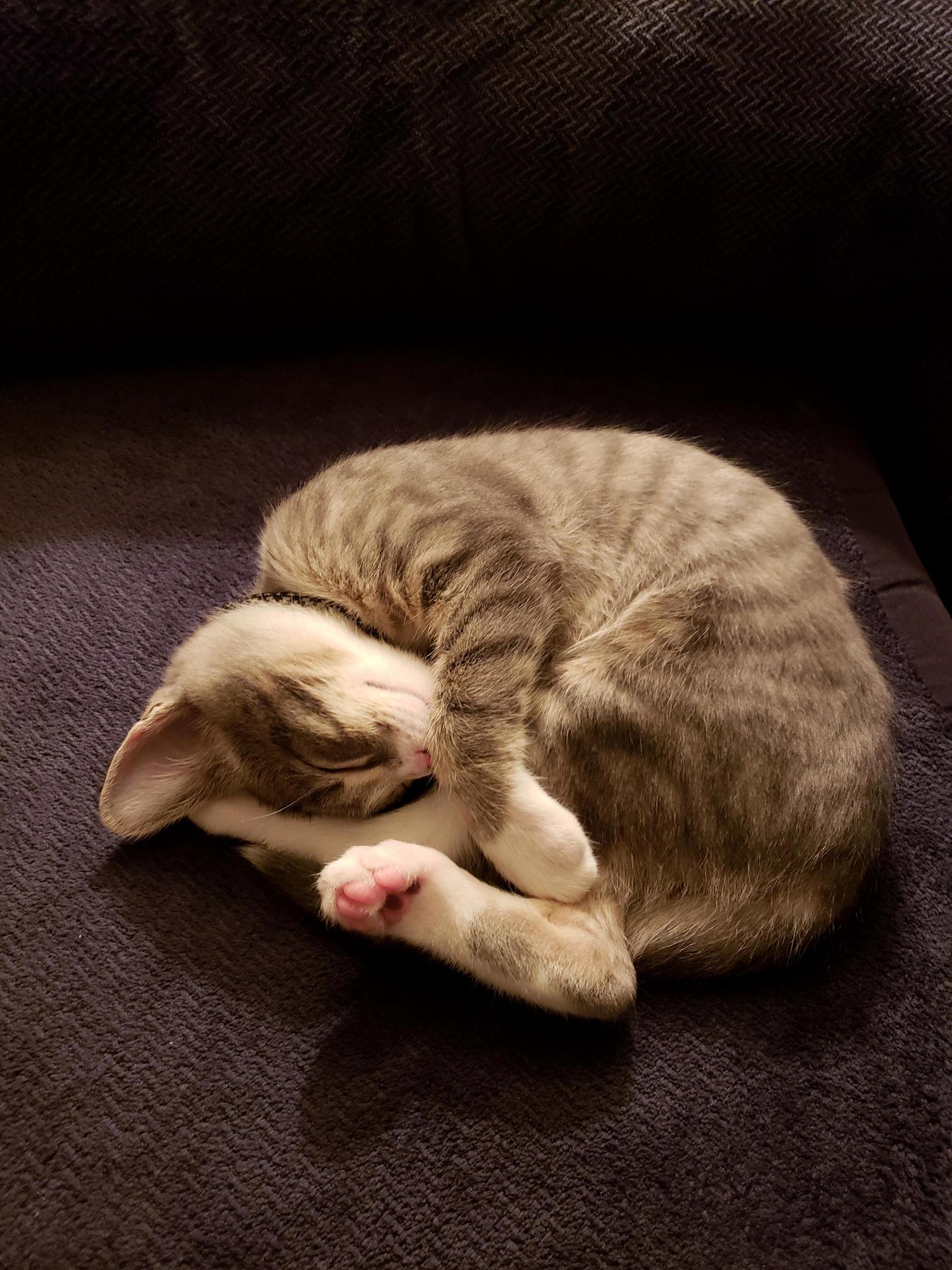 One of His Favorite Sleeping Poses