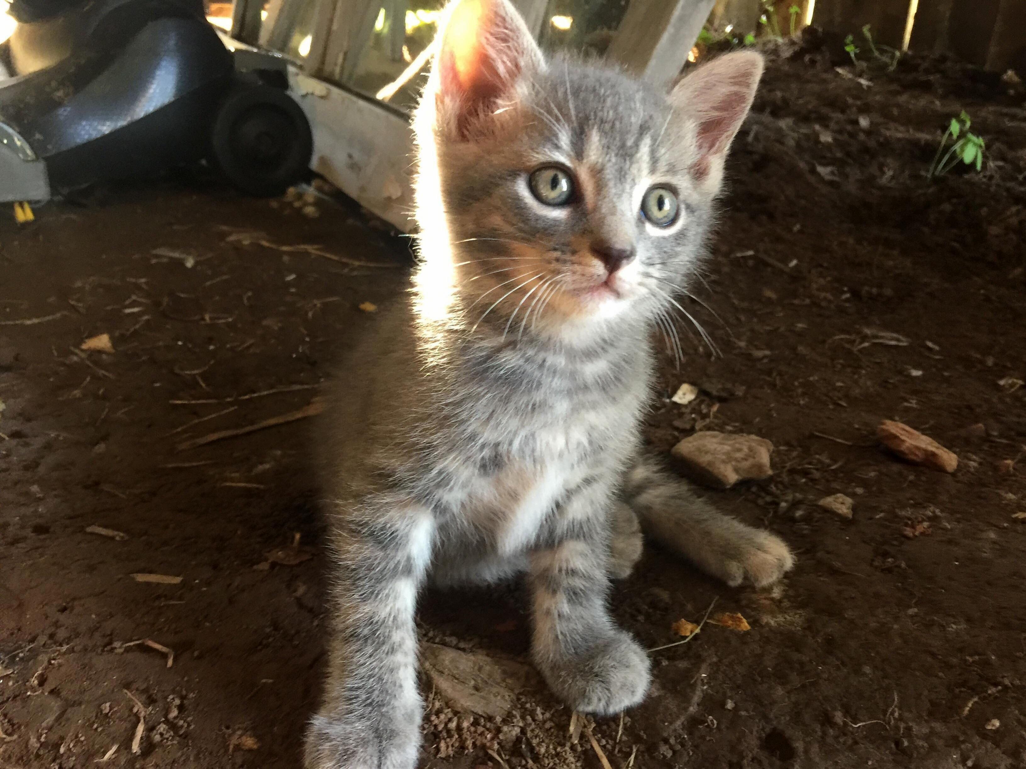 One of Our Sweet Barn Kittens Named Ollie.