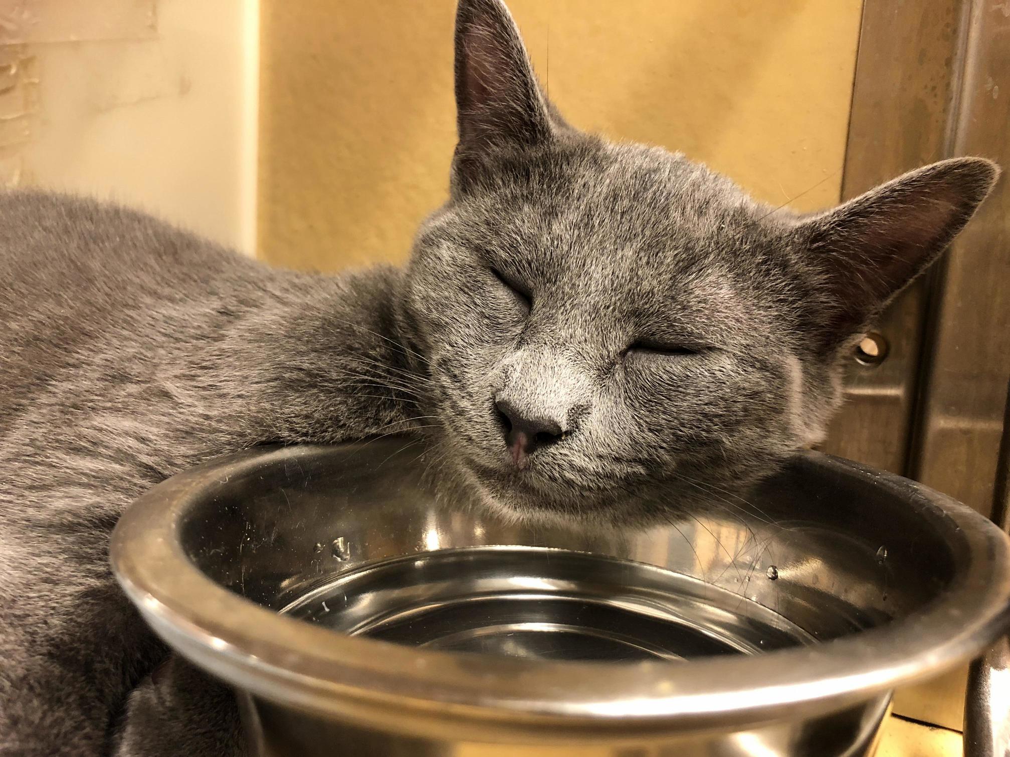 One of the Kittens Where I Volunteer