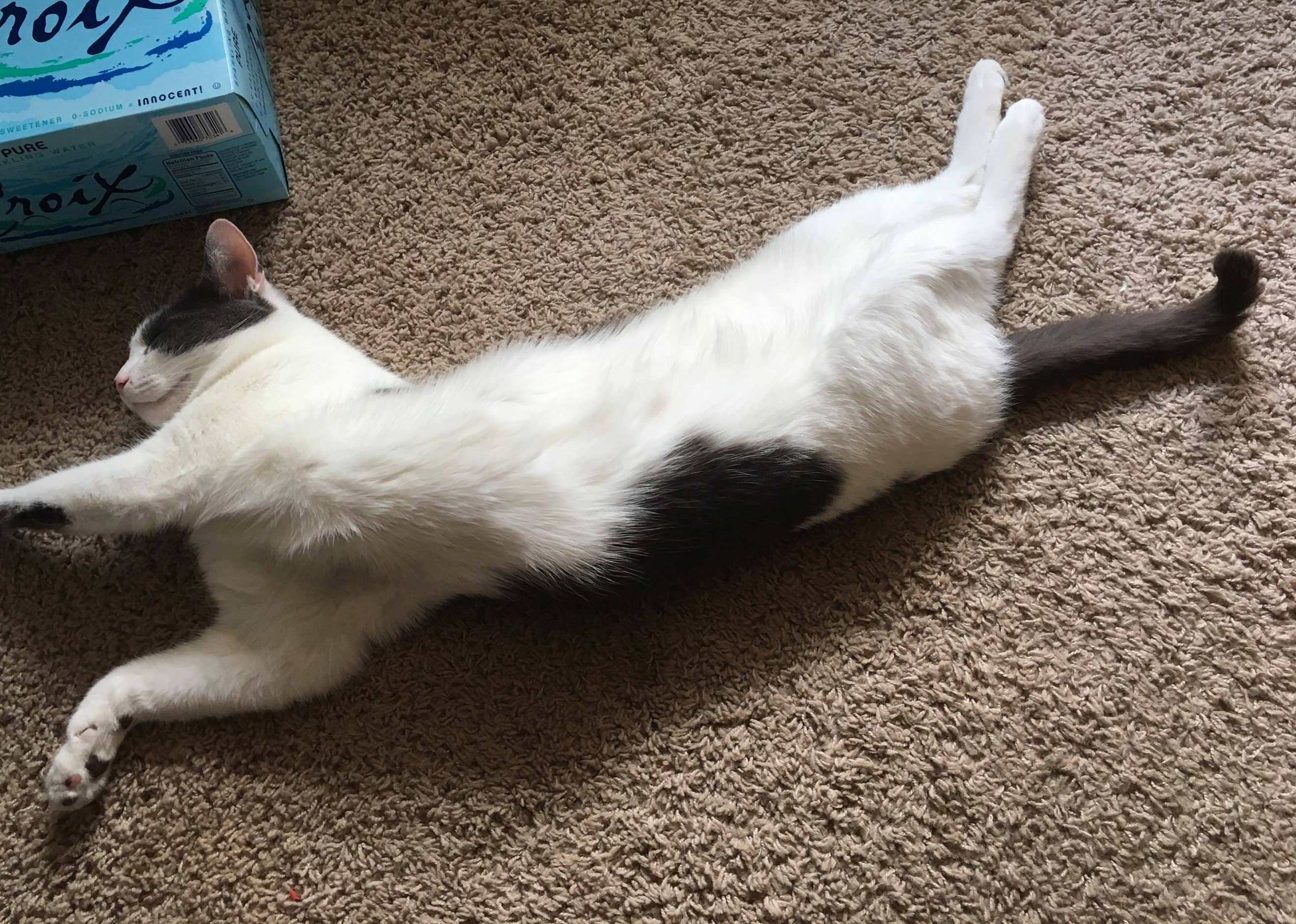 One Twisted Kitty