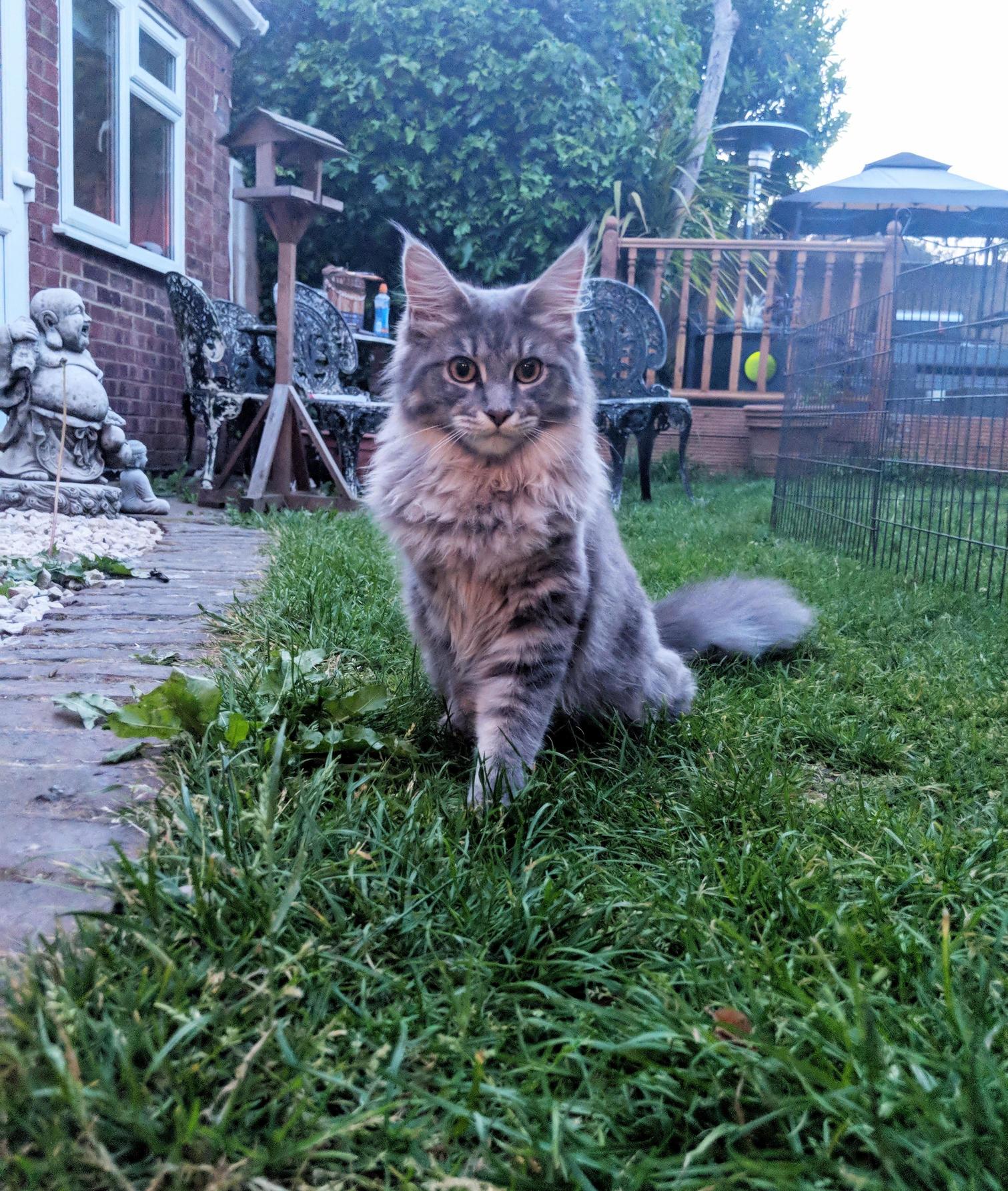 Only 7 Months and Already Bigger Than Our Other Adult Cats