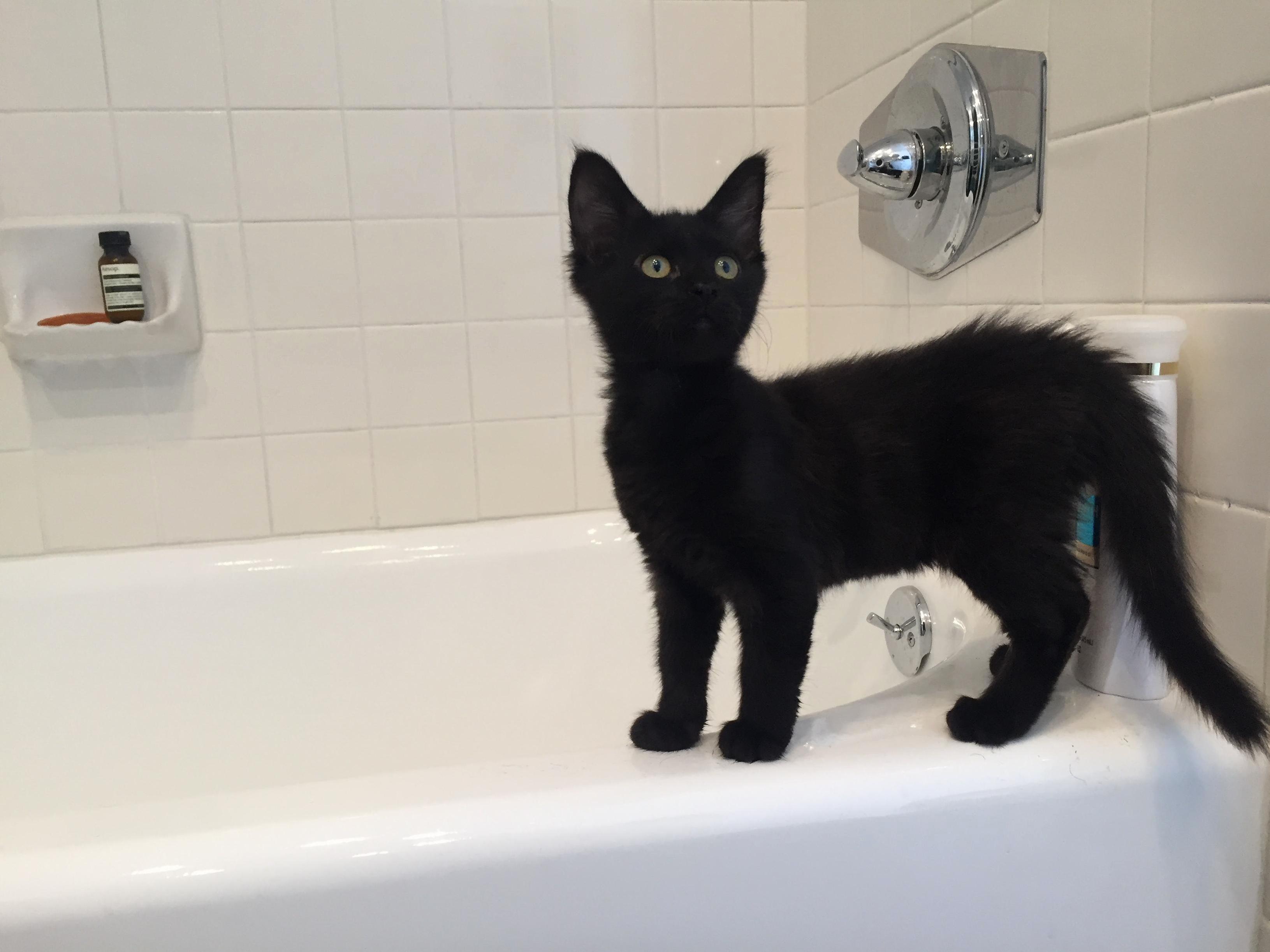 Onyx, 2 Weeks Ago on Adoption Day. Shes Already Grown Since!