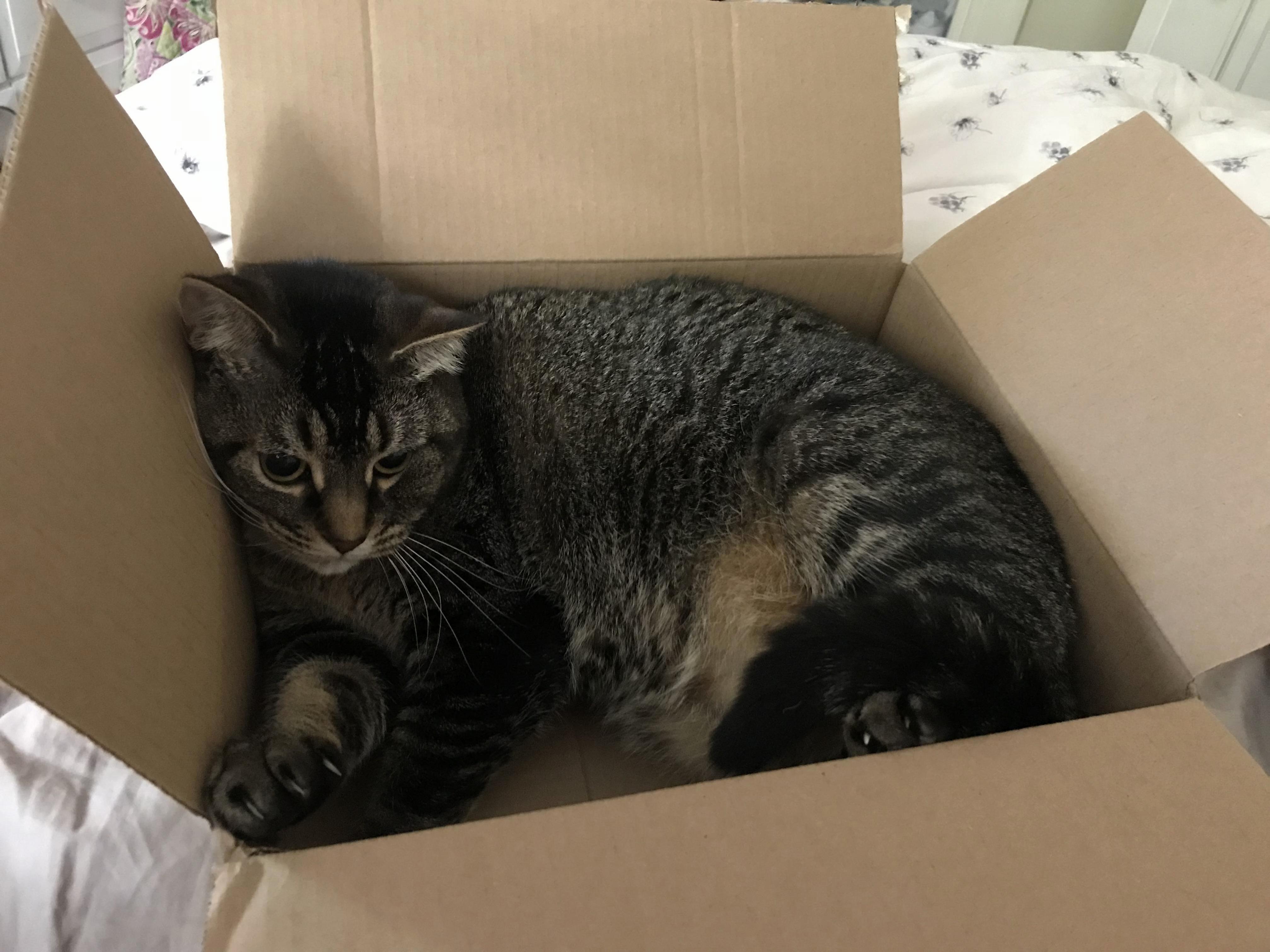 Opened Up My Package & Less Than 2 Minutes Later Winnie Claimed It