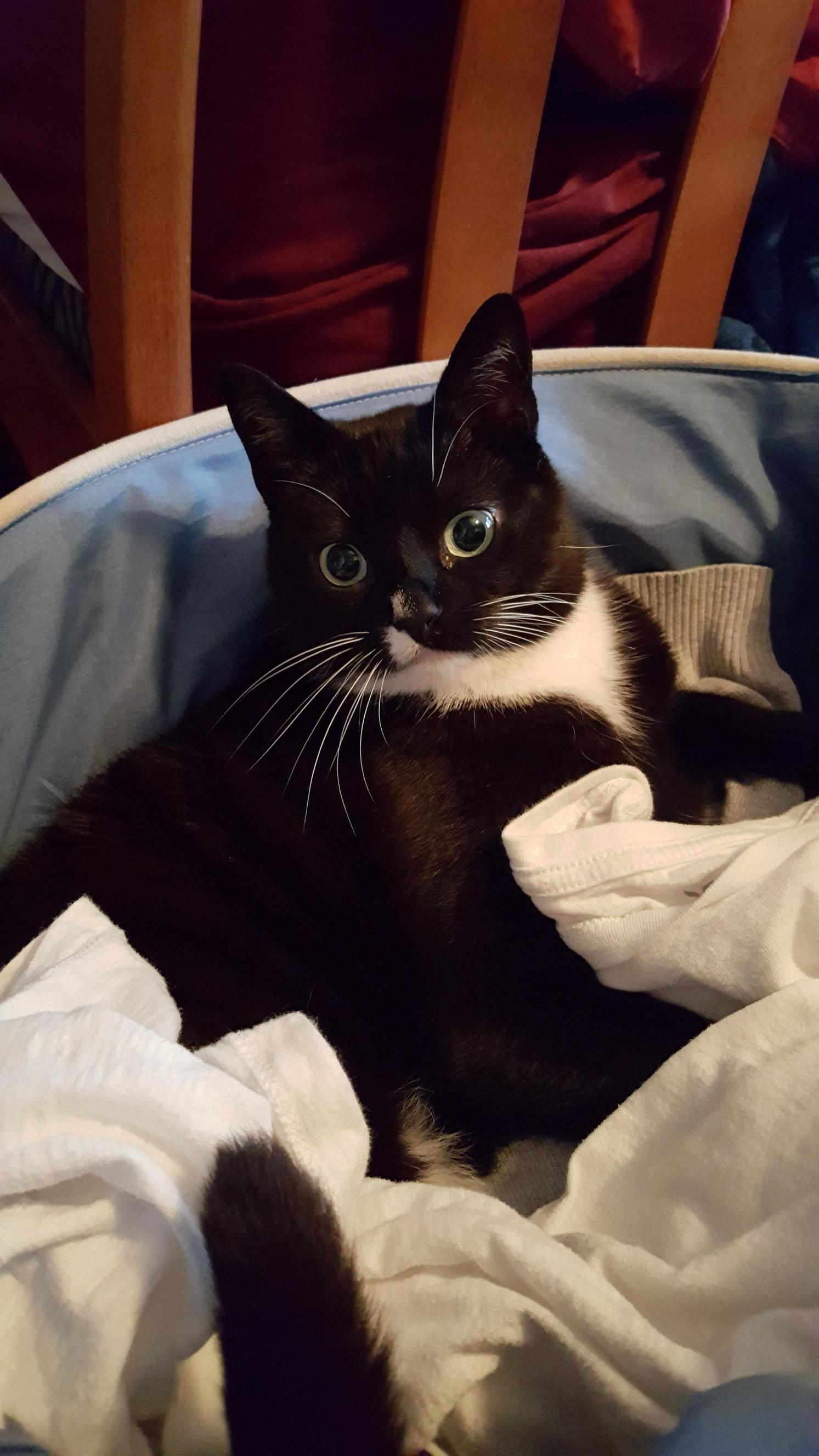 Oscar Chillin in the Laundry