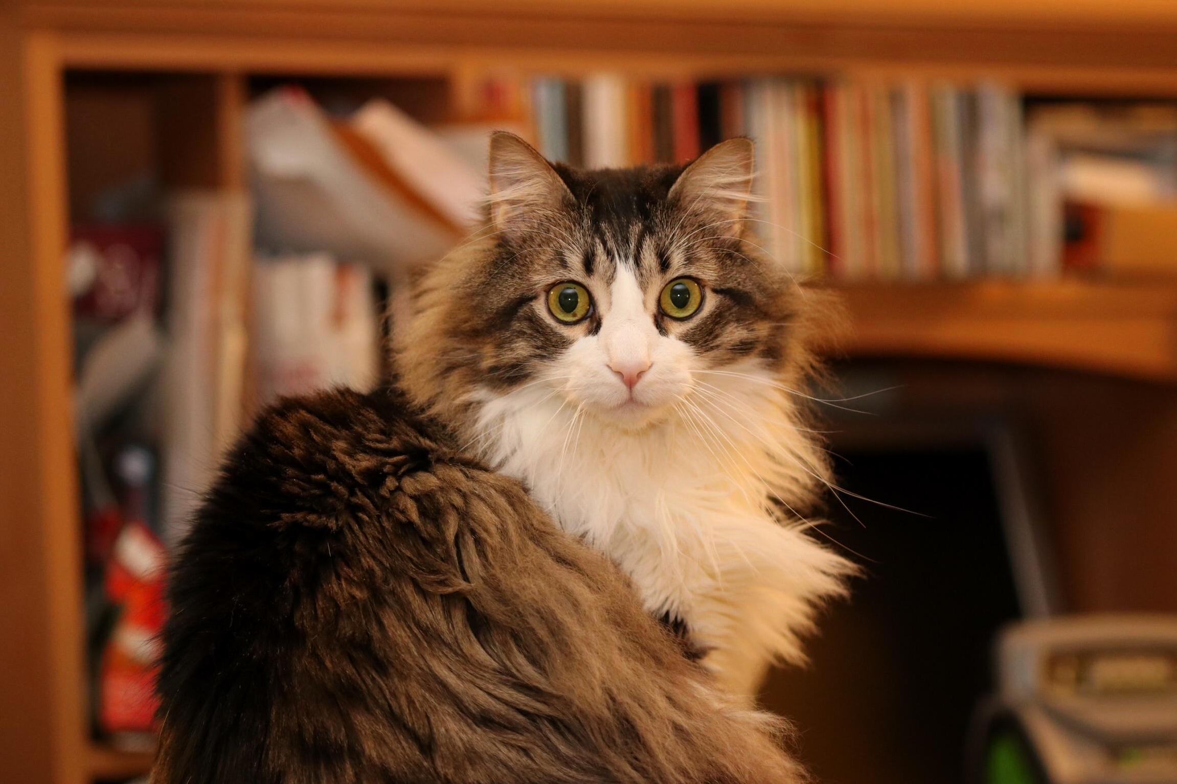 Osito Thinks Hes a Model