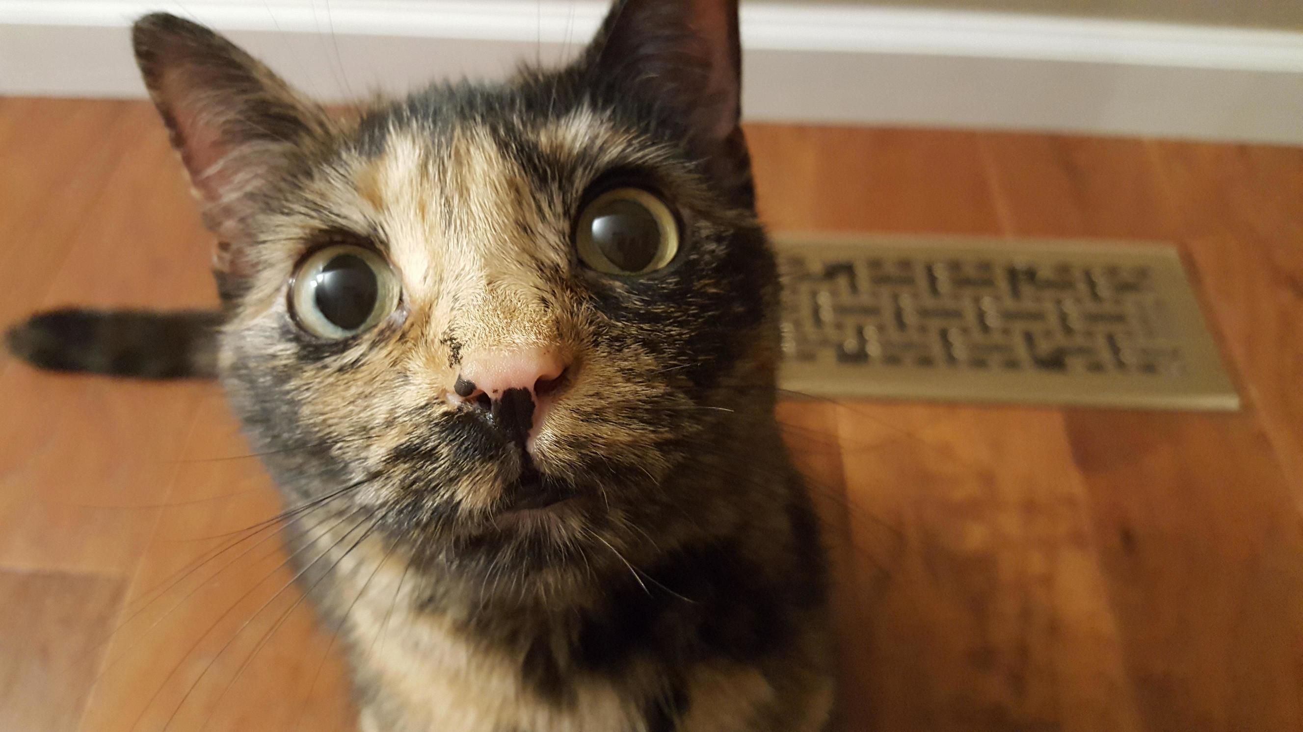 Our Fur Baby and Best Friend. Those Eyes Get Me Every Time.