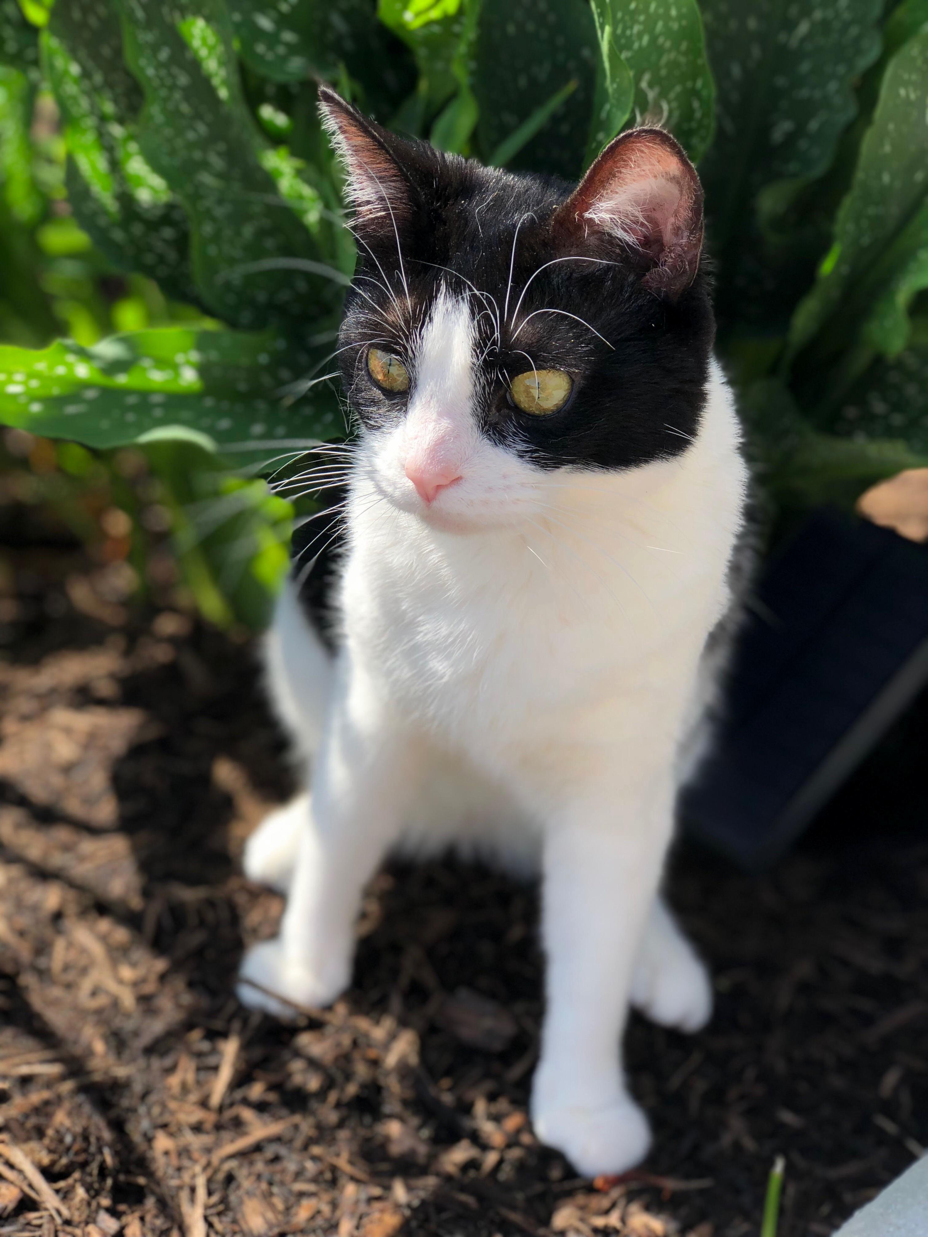 Our Indoor Cat Enjoying Some Fresh Air