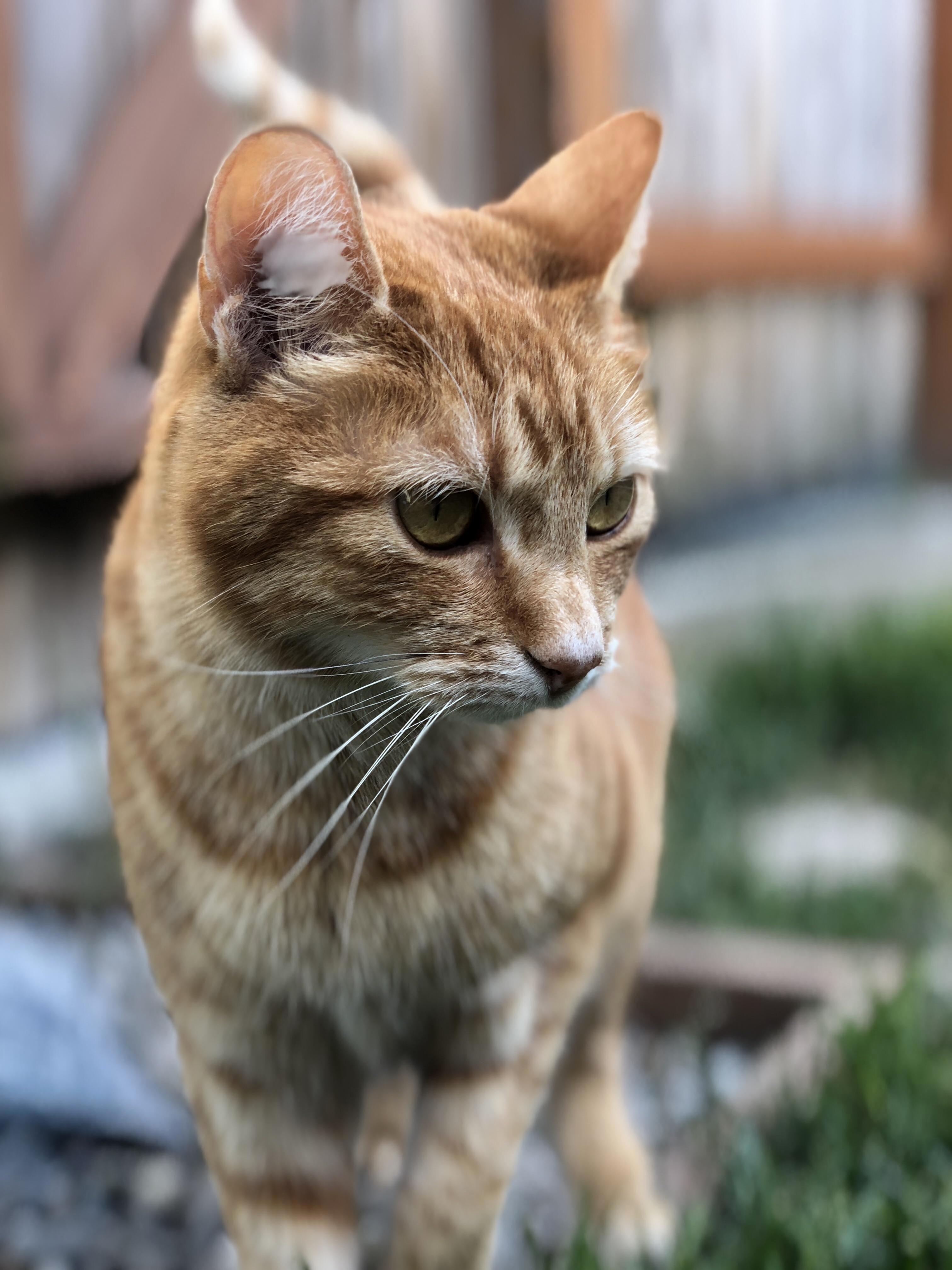 Our Local Alley Cat! He Has Kinda Adopted Us..