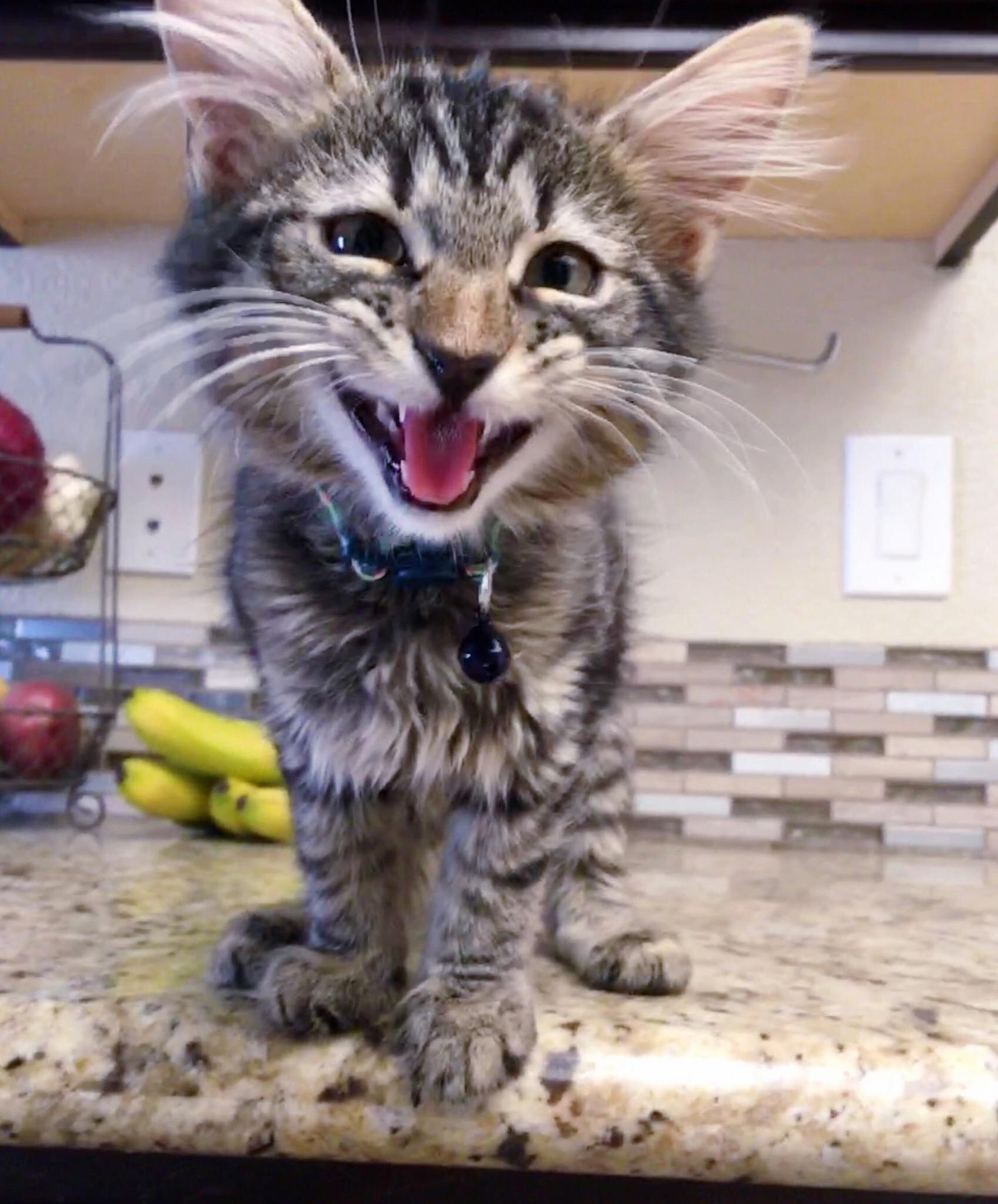 Our New Kitten, Lana (from the Show Archer) Is the Sweetest Little Meow Mix