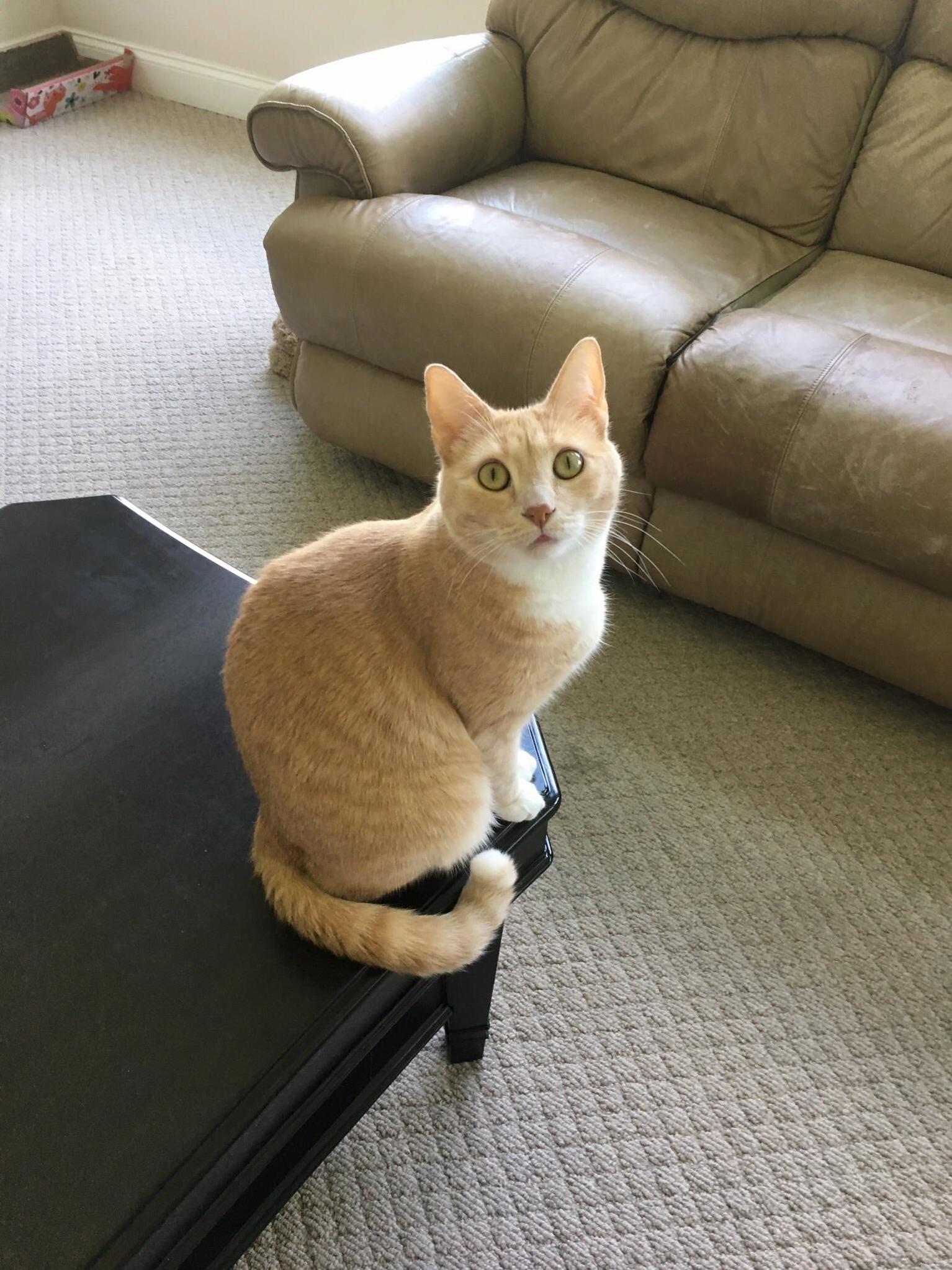 Our Sweet Bernie Girl! Always in a Good Mood.