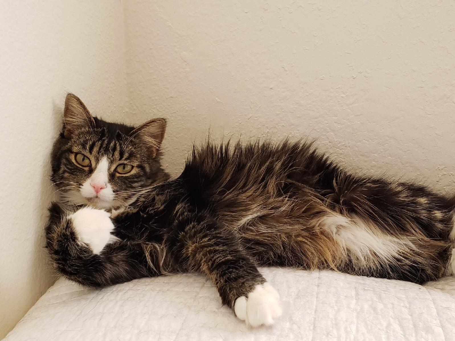 Paint Me Like One of Your French Cats.