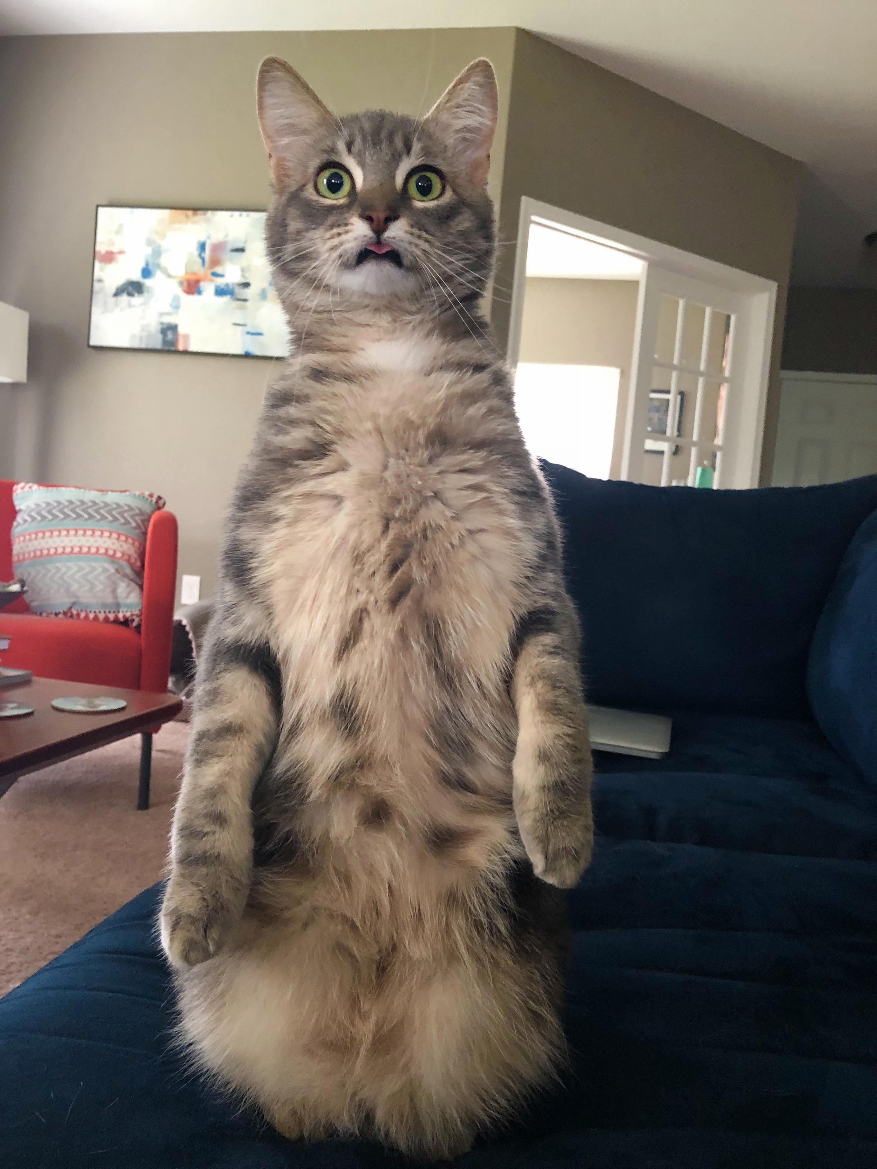 Pancake Standing Tall and Derp