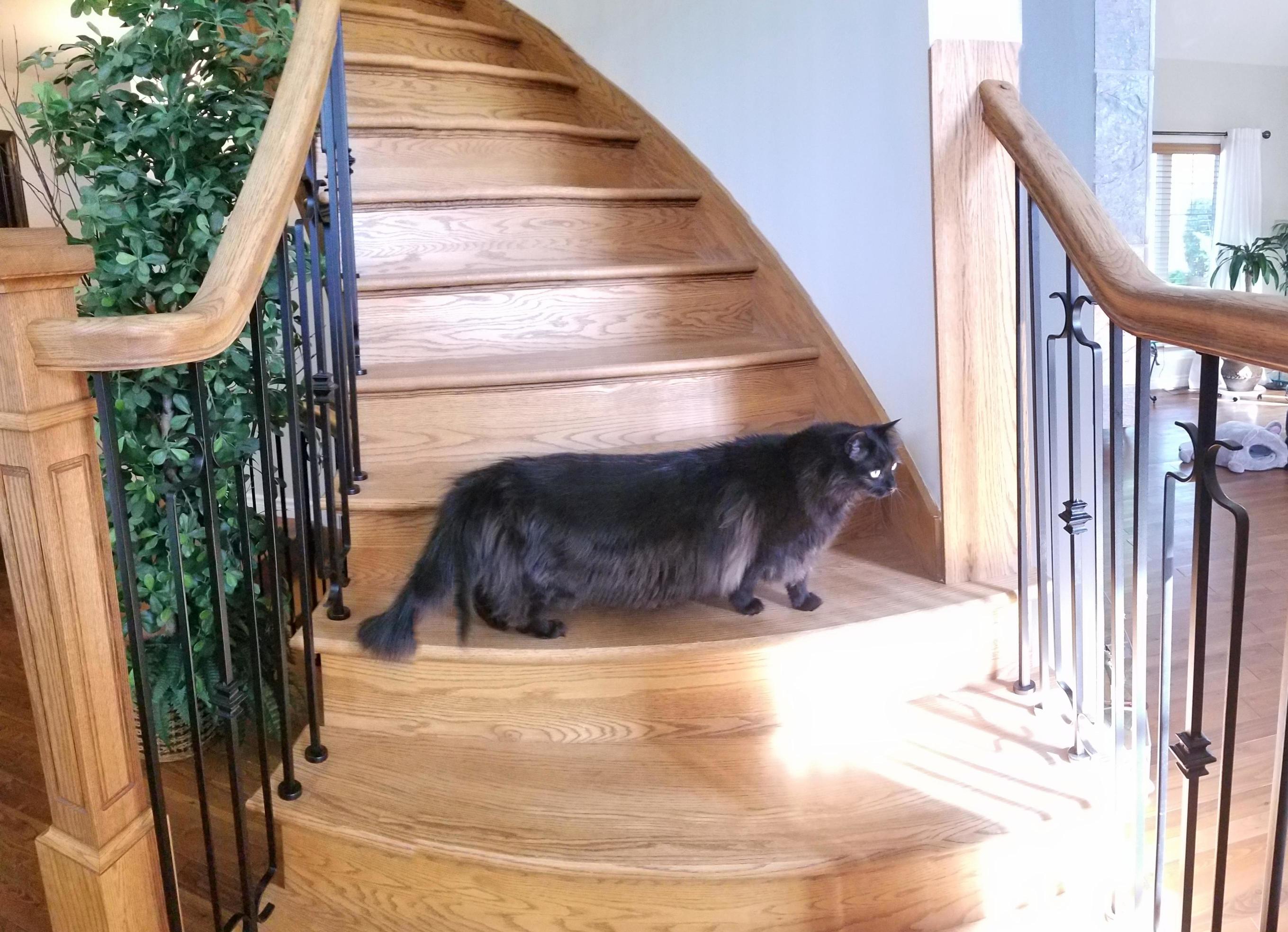Panorama Does Not Go Well with Cats