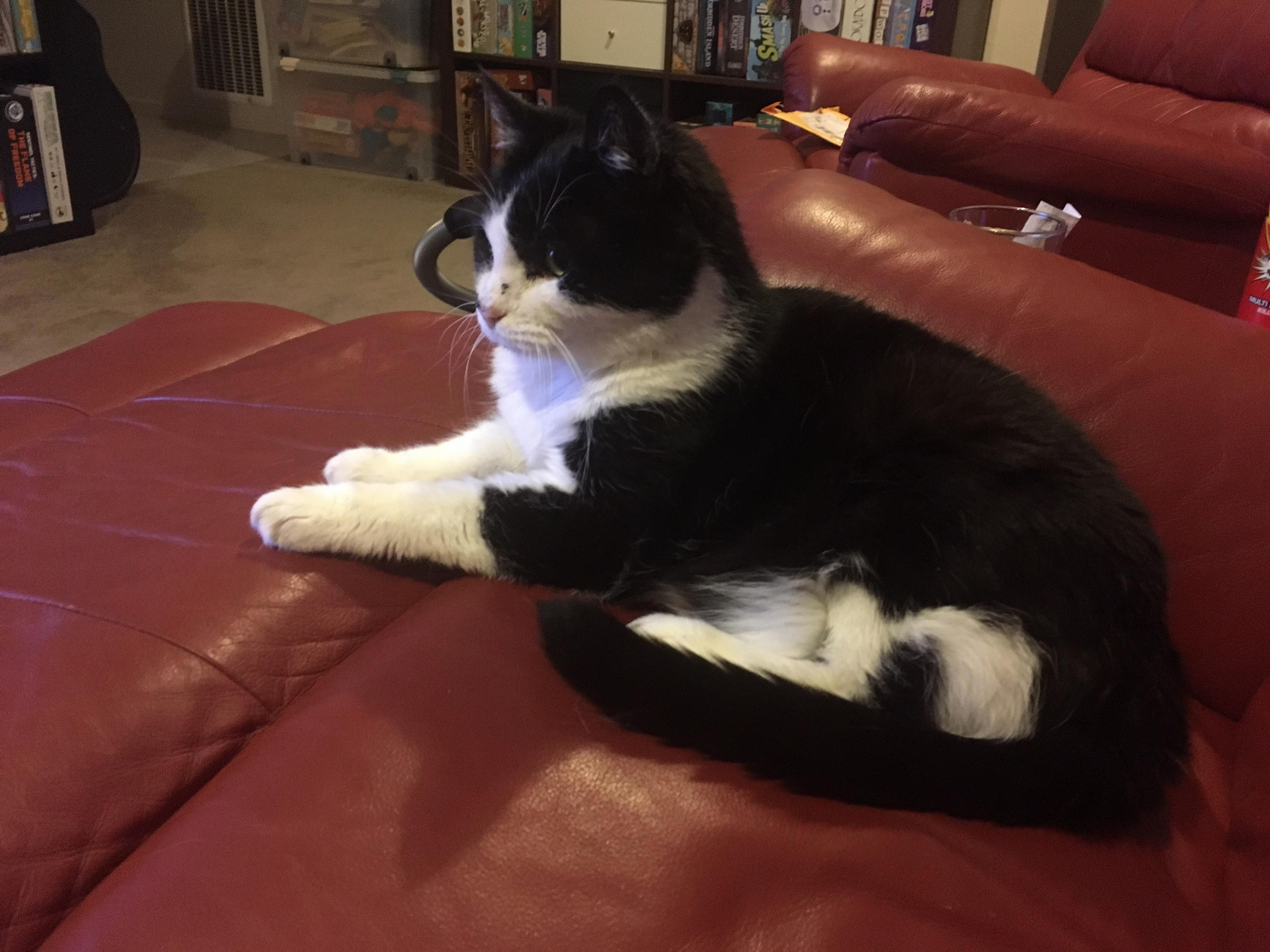 Phoebe Left Us This Morning at the Age of 16. Rip My Sweet, Beautiful, Quirky Girl.