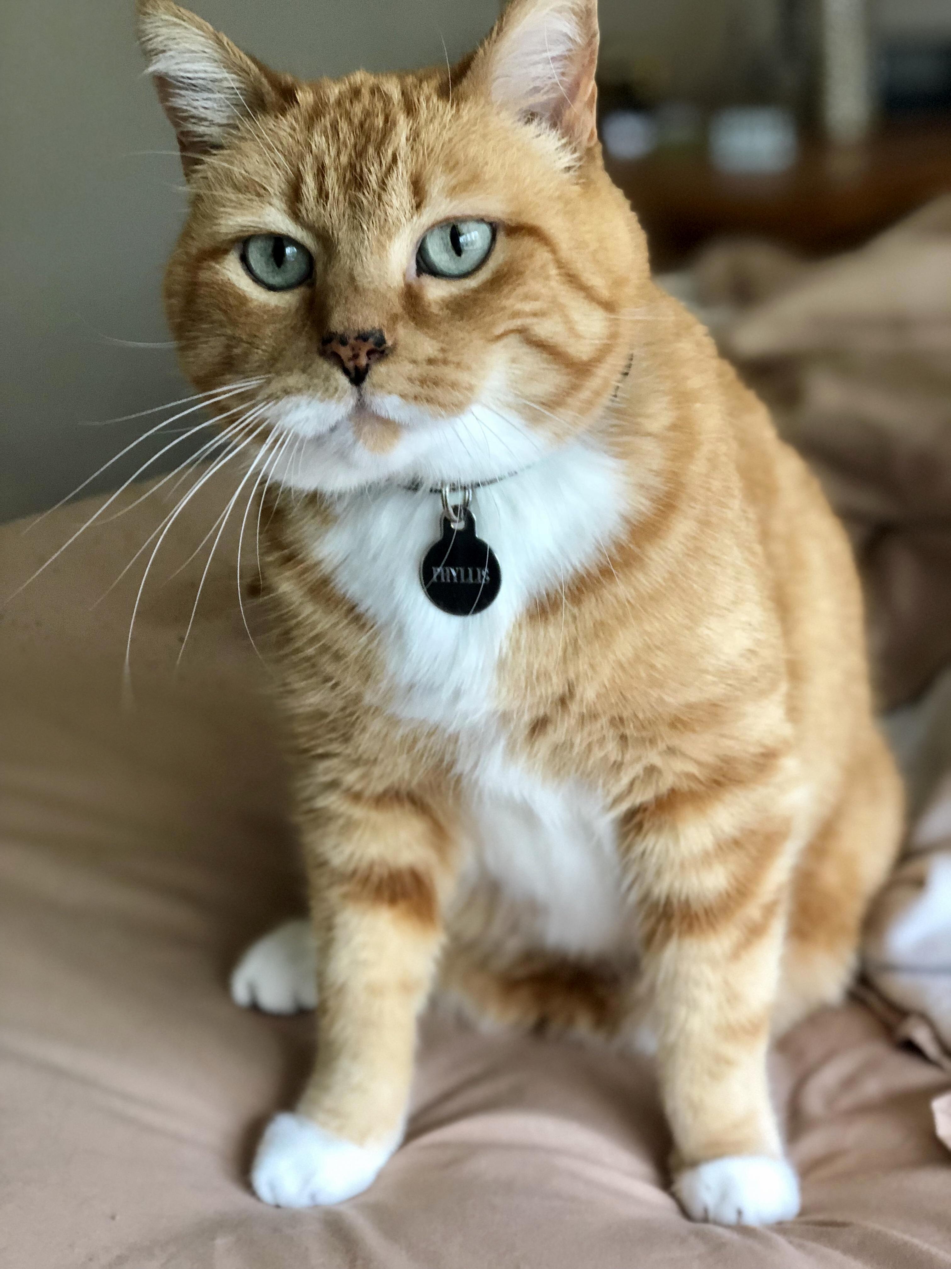 Photogenic Phyllis
