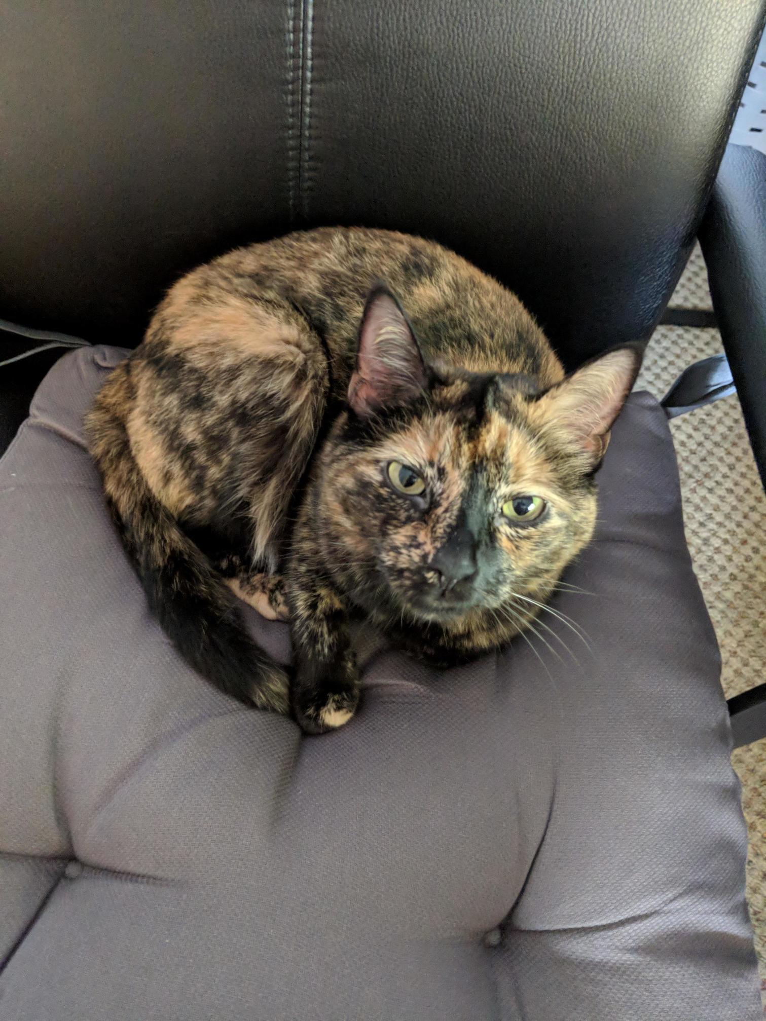 Picked Up Thin Off Our Apartment Doorstep, Its Been 6 Years and Penny Lane Is Just the Sweetest Little Thing.