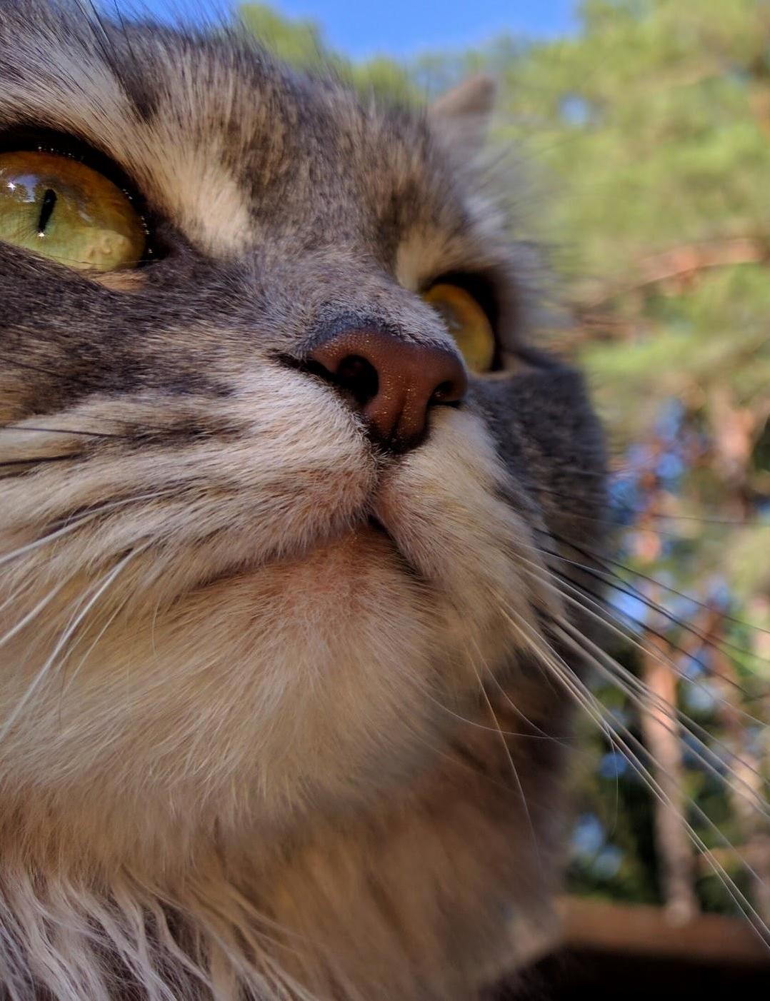 Picture of My Forest Cat Taken a Year Ago