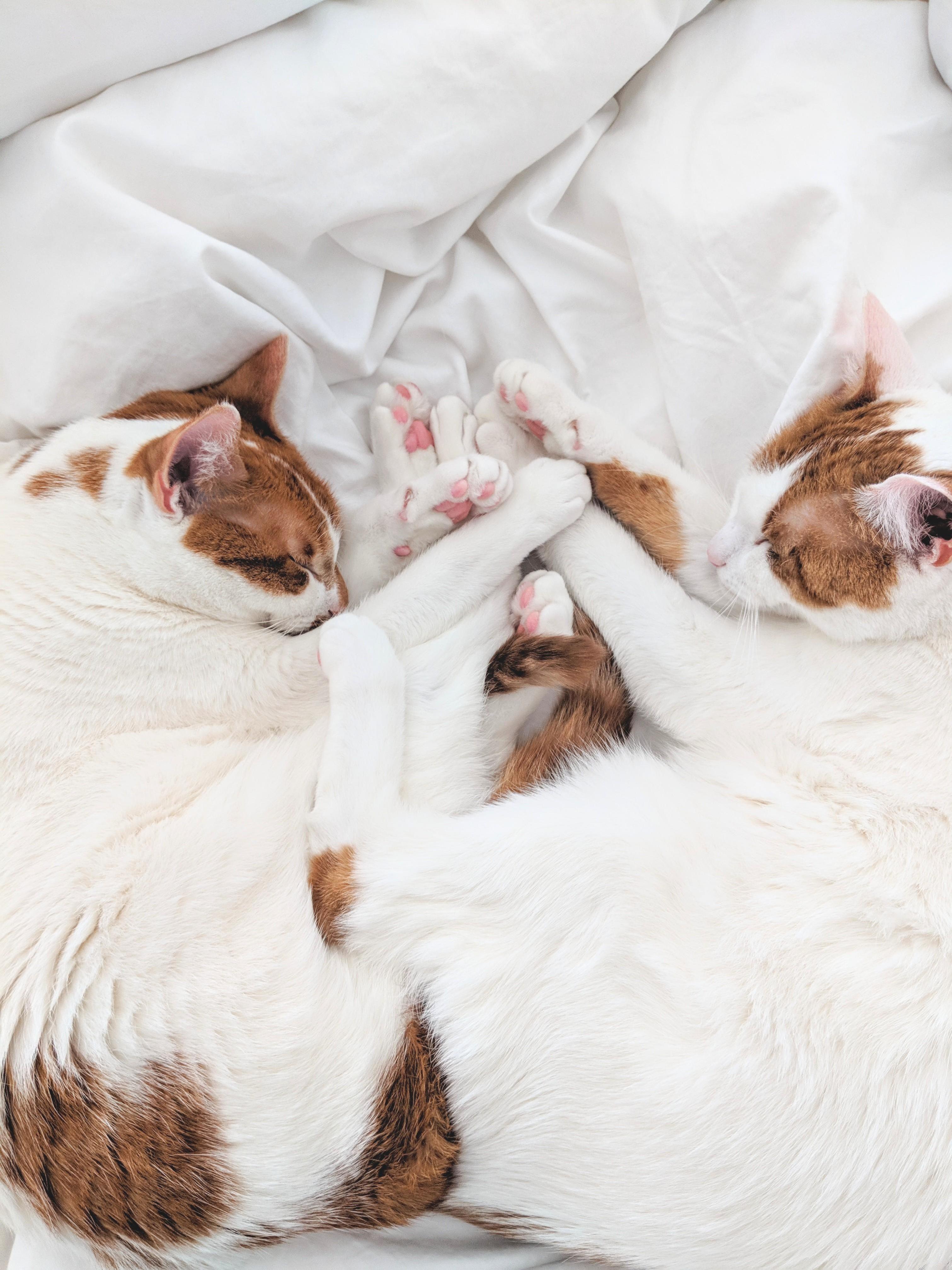 Pink Jelly Beans