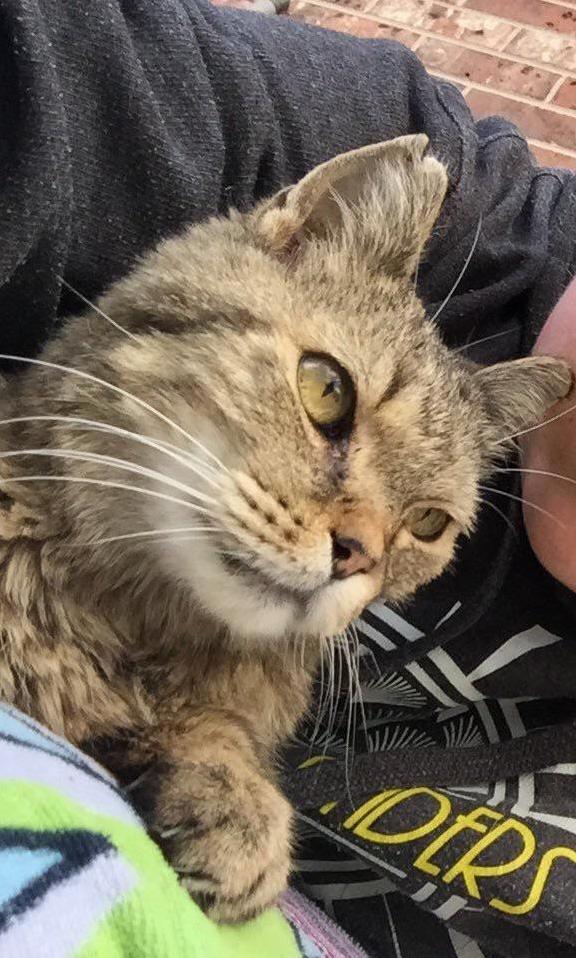 Pip, the Cat Who Had Been Visiting My Family for the Past Two Years, Unfortunately Passed Away Today. My Heart Aches for Him, but Ill Always Cherish the Times with Him.