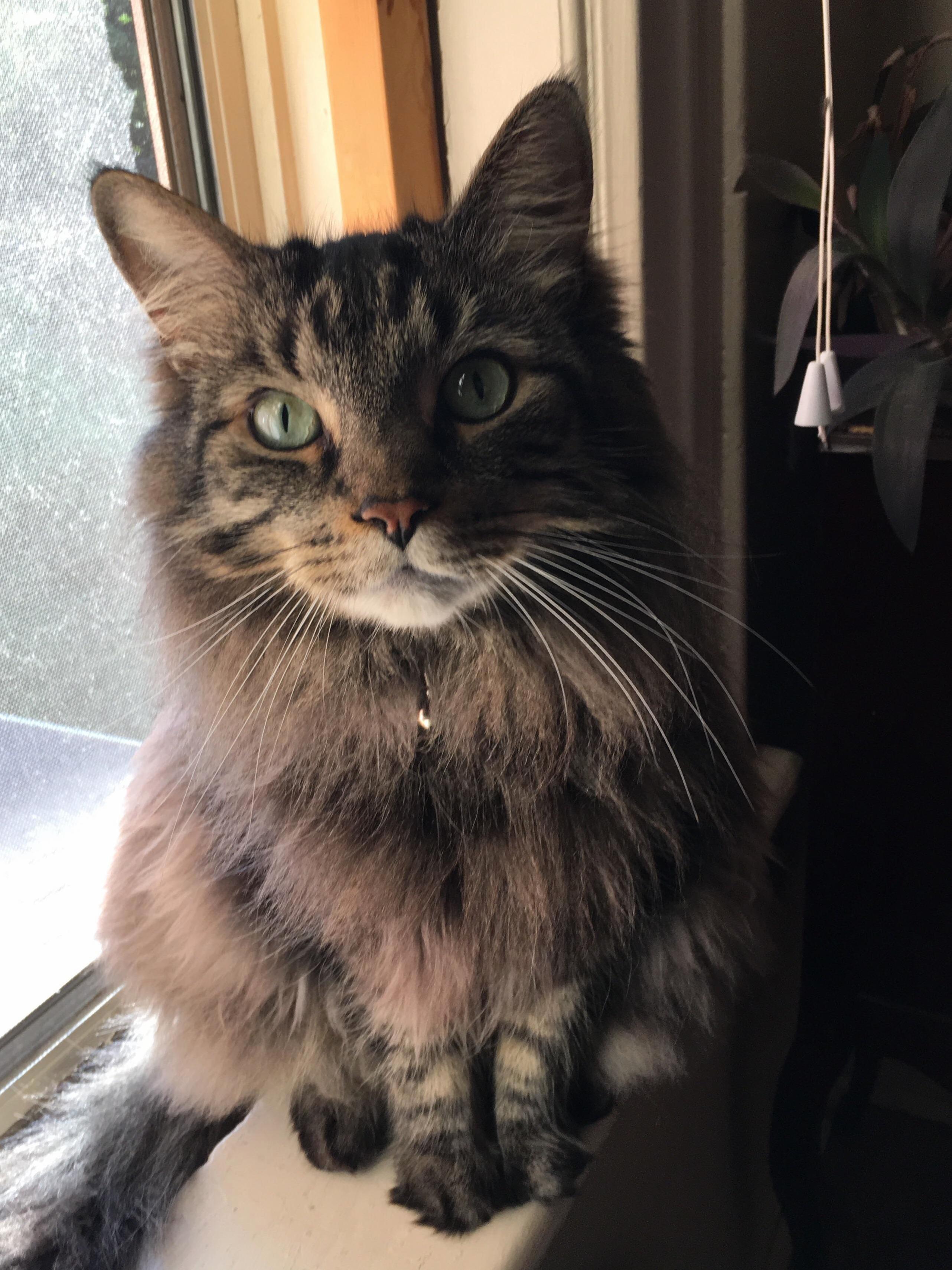 Pretty Cat Looking Pretty