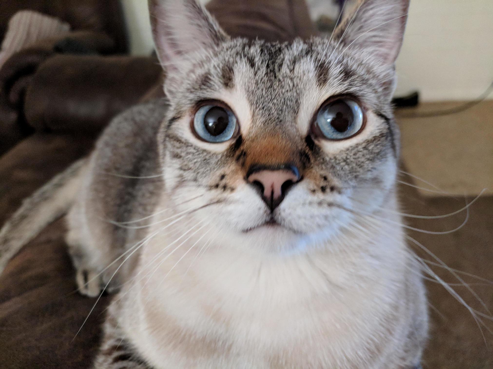 Pretty Percy. I Love My Sisters Cat!