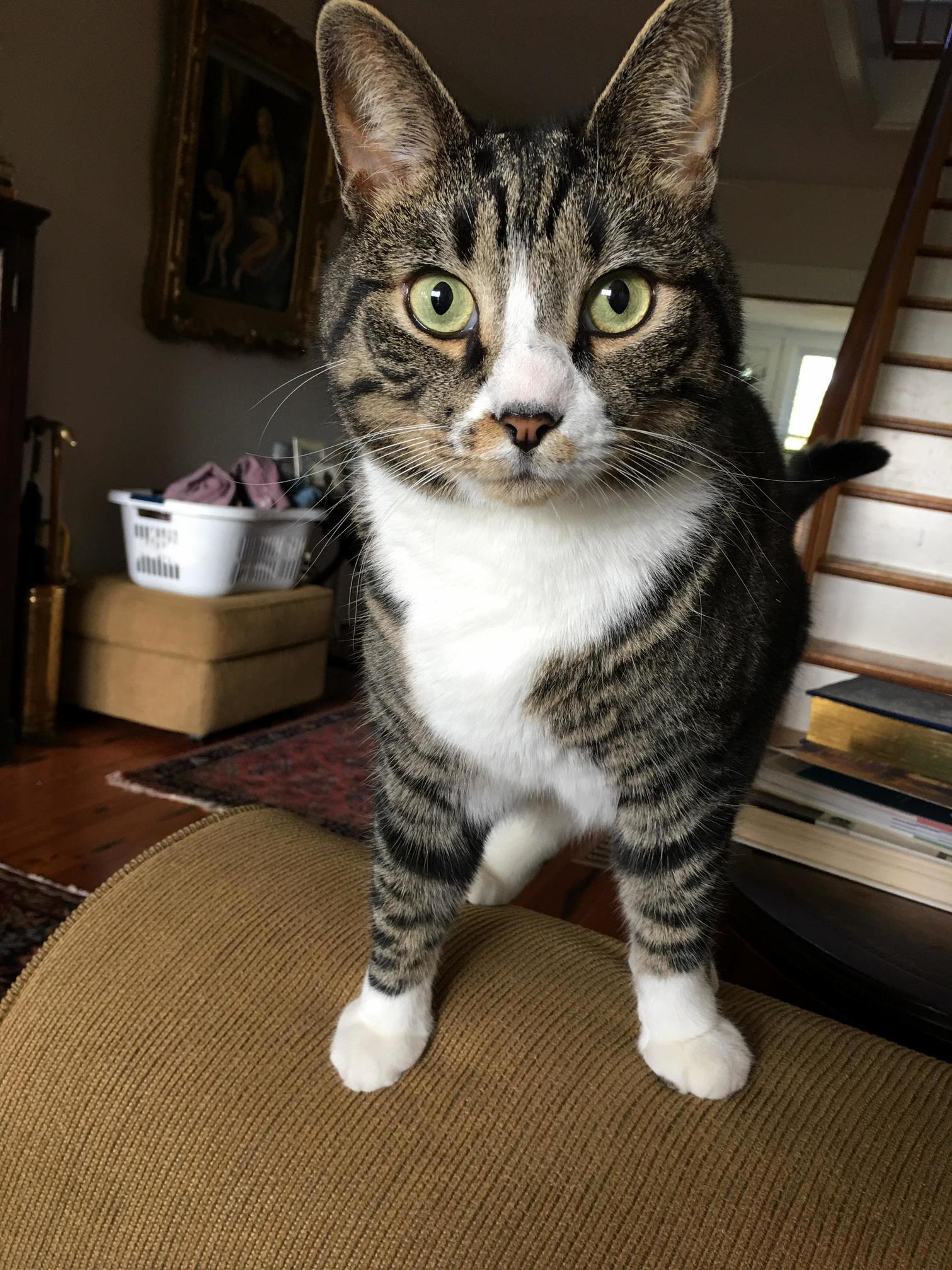 Ralph, the Dark Lord, in a Rare Moment of Calmness