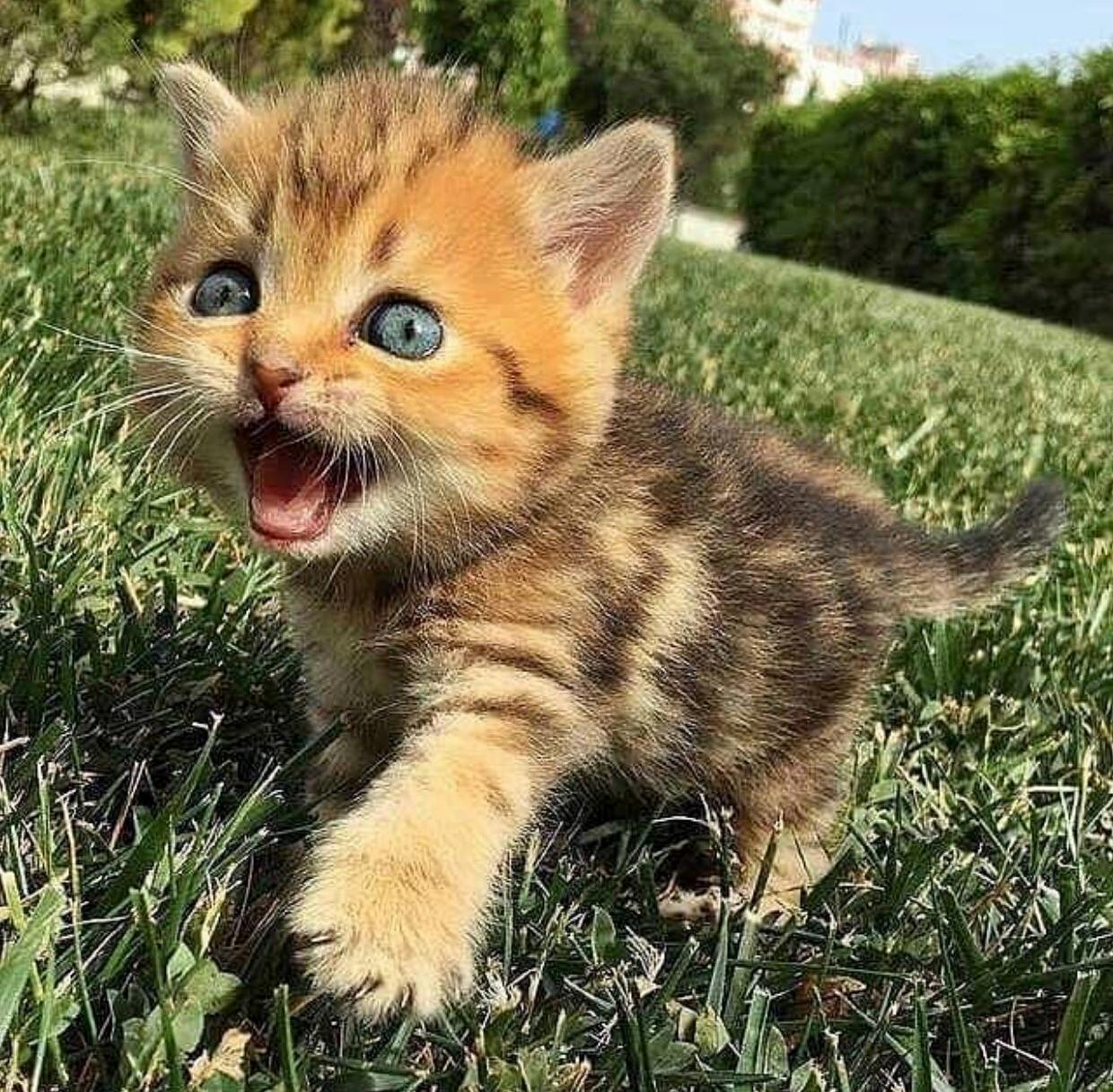 Rawwwr