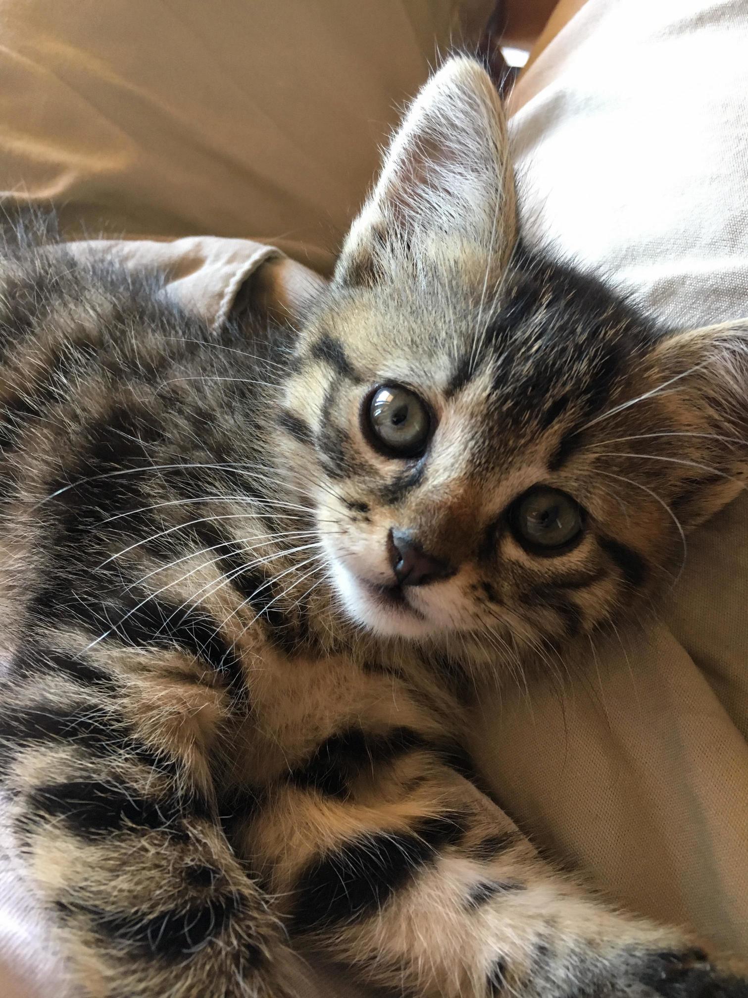 Reddit, Meet My New Kitten, Daphe