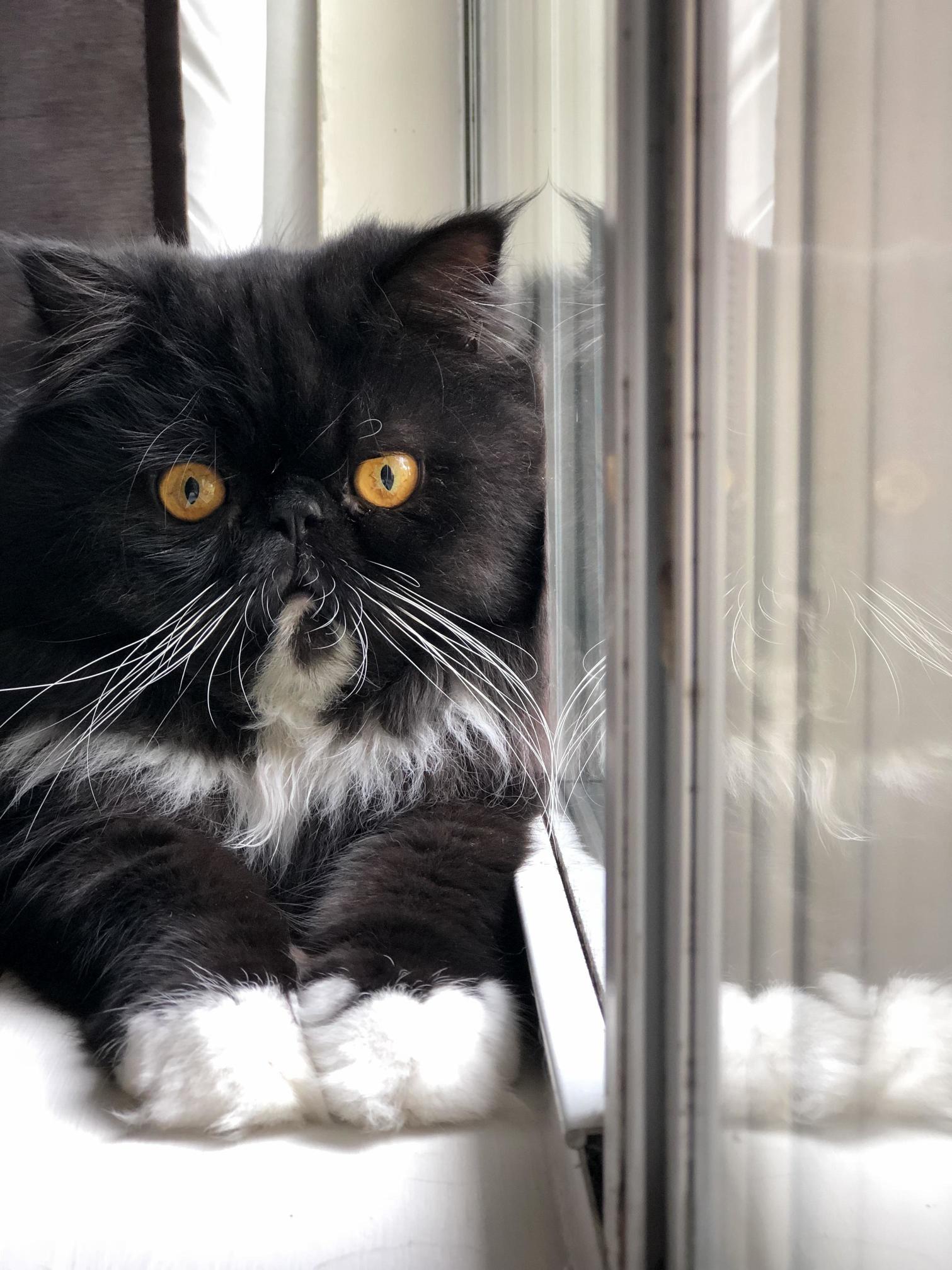 Rocky My Beautiful Persian
