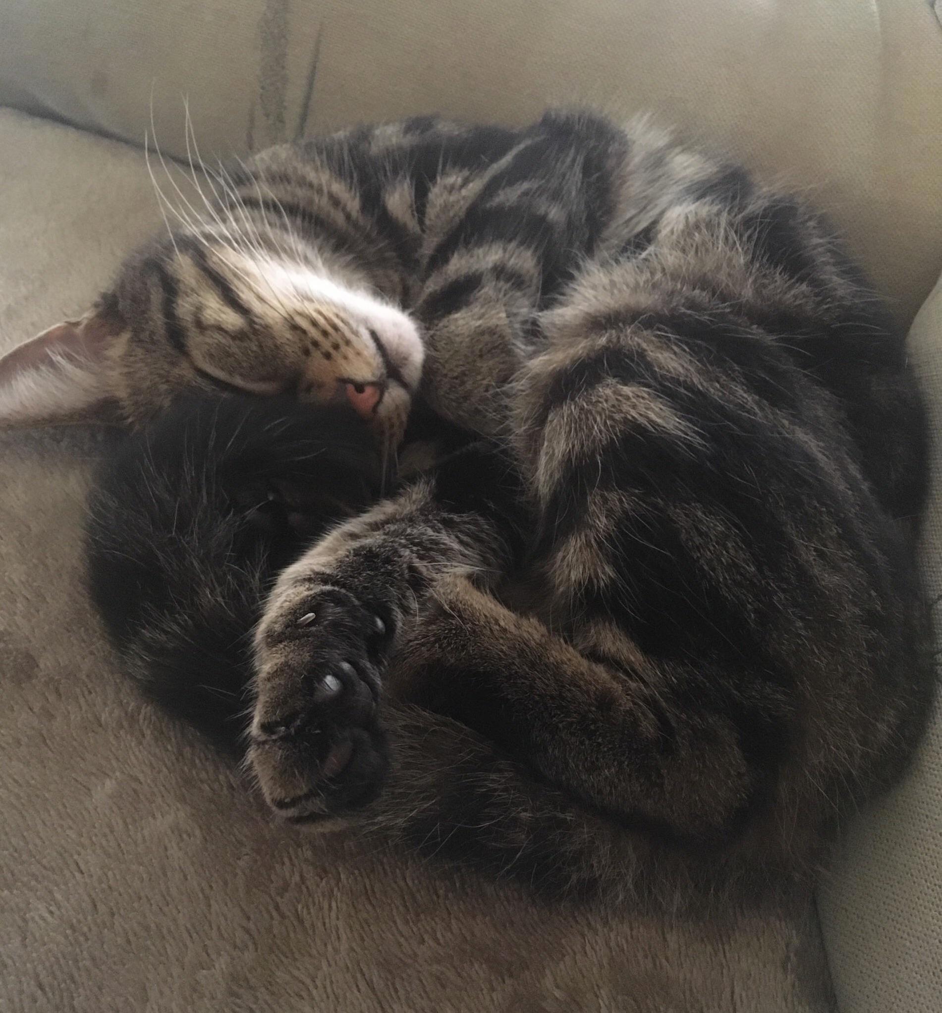 Roscoe Is Adorable