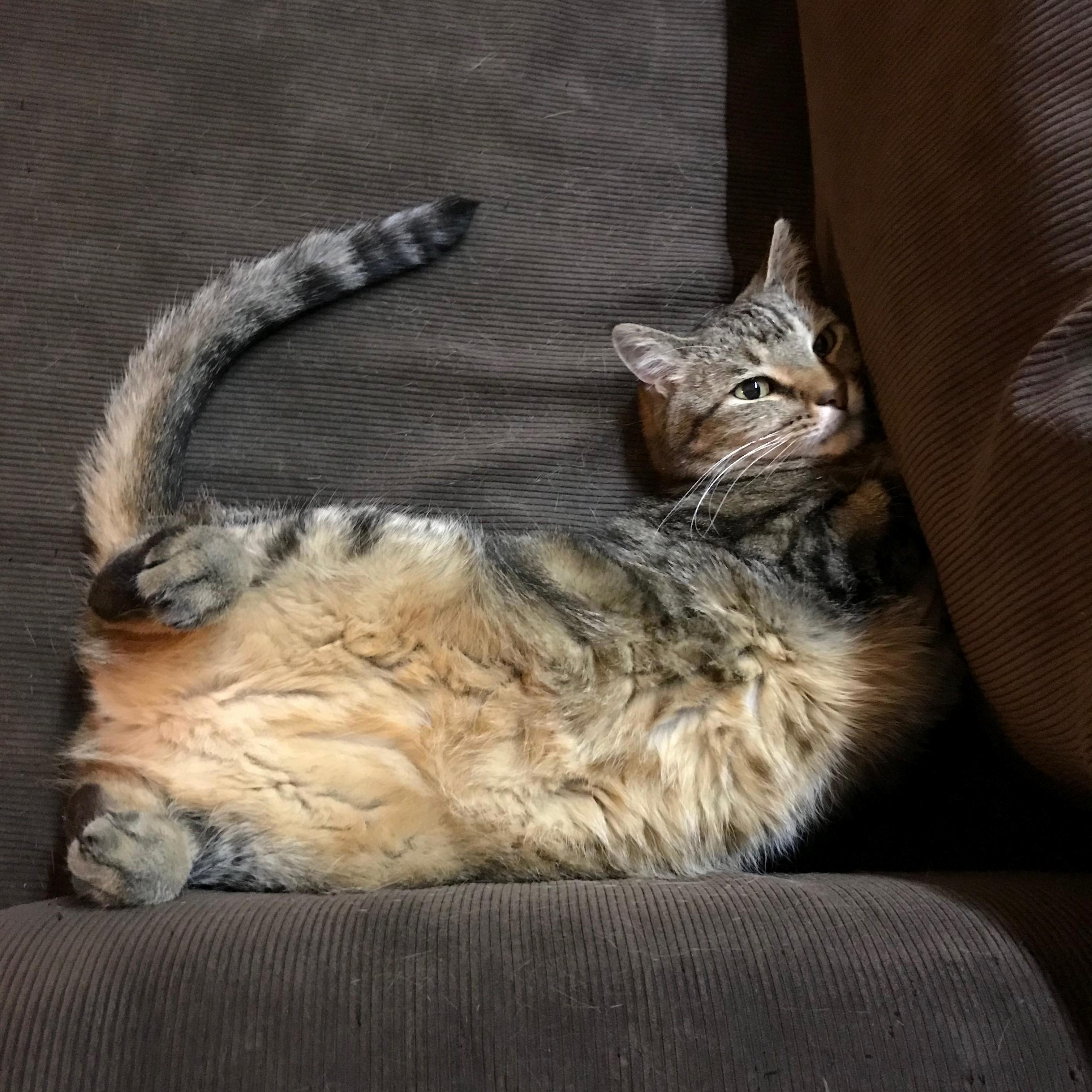 Said Goodbye to My Floofy Boy Today. He Was My Best Friend for 10 Years.