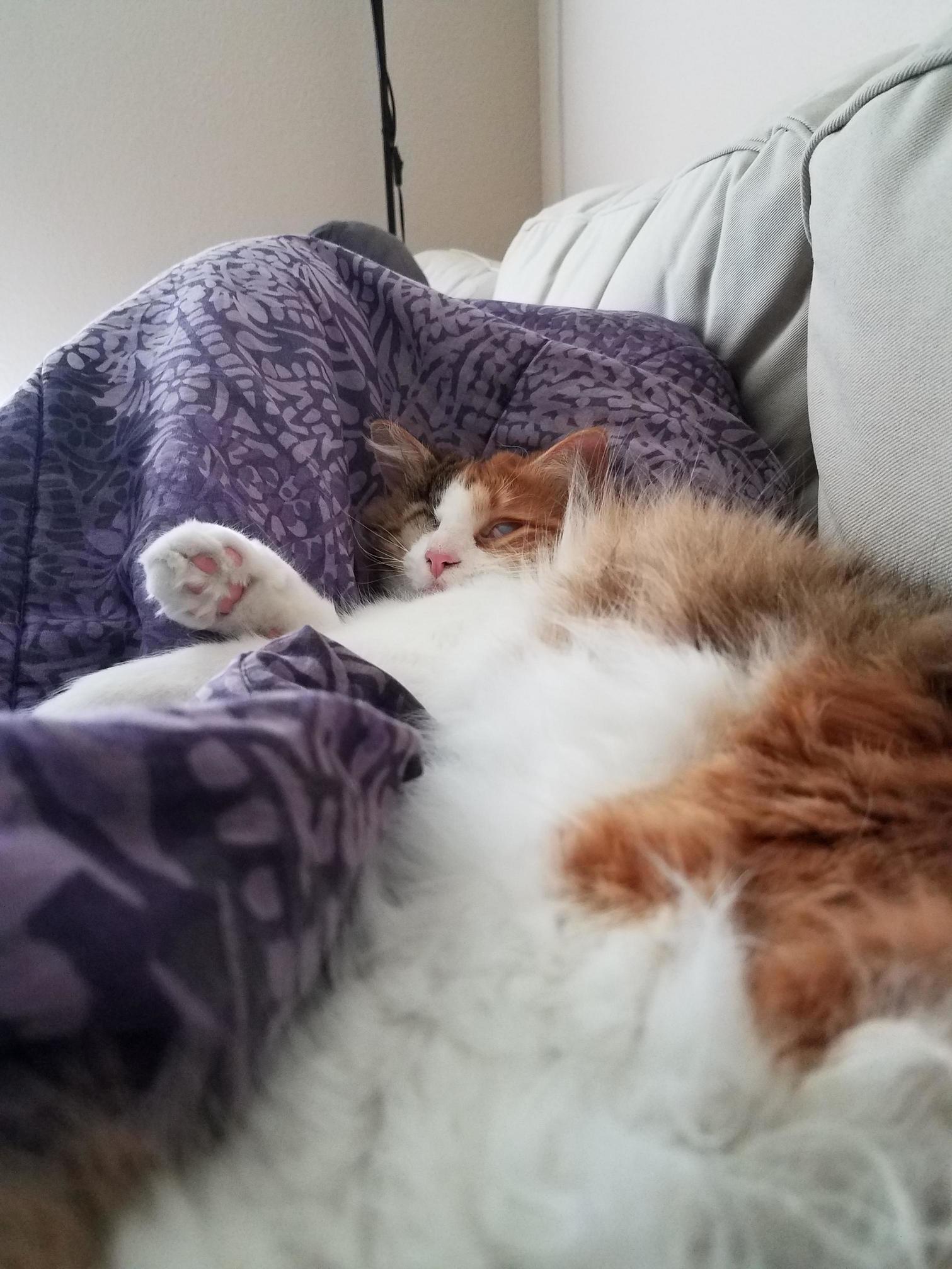 Saturday Nap